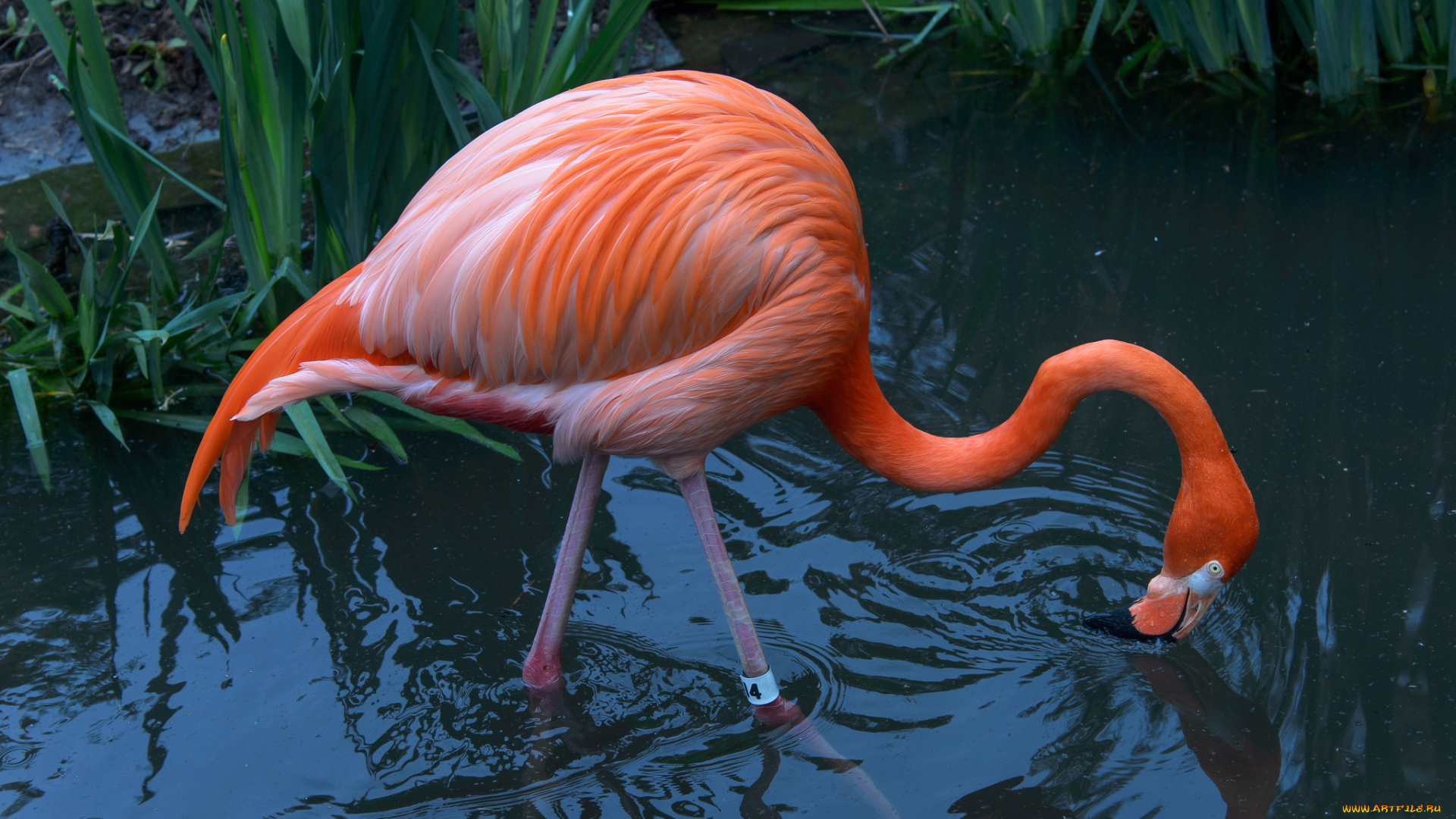 животные, фламинго, розовый