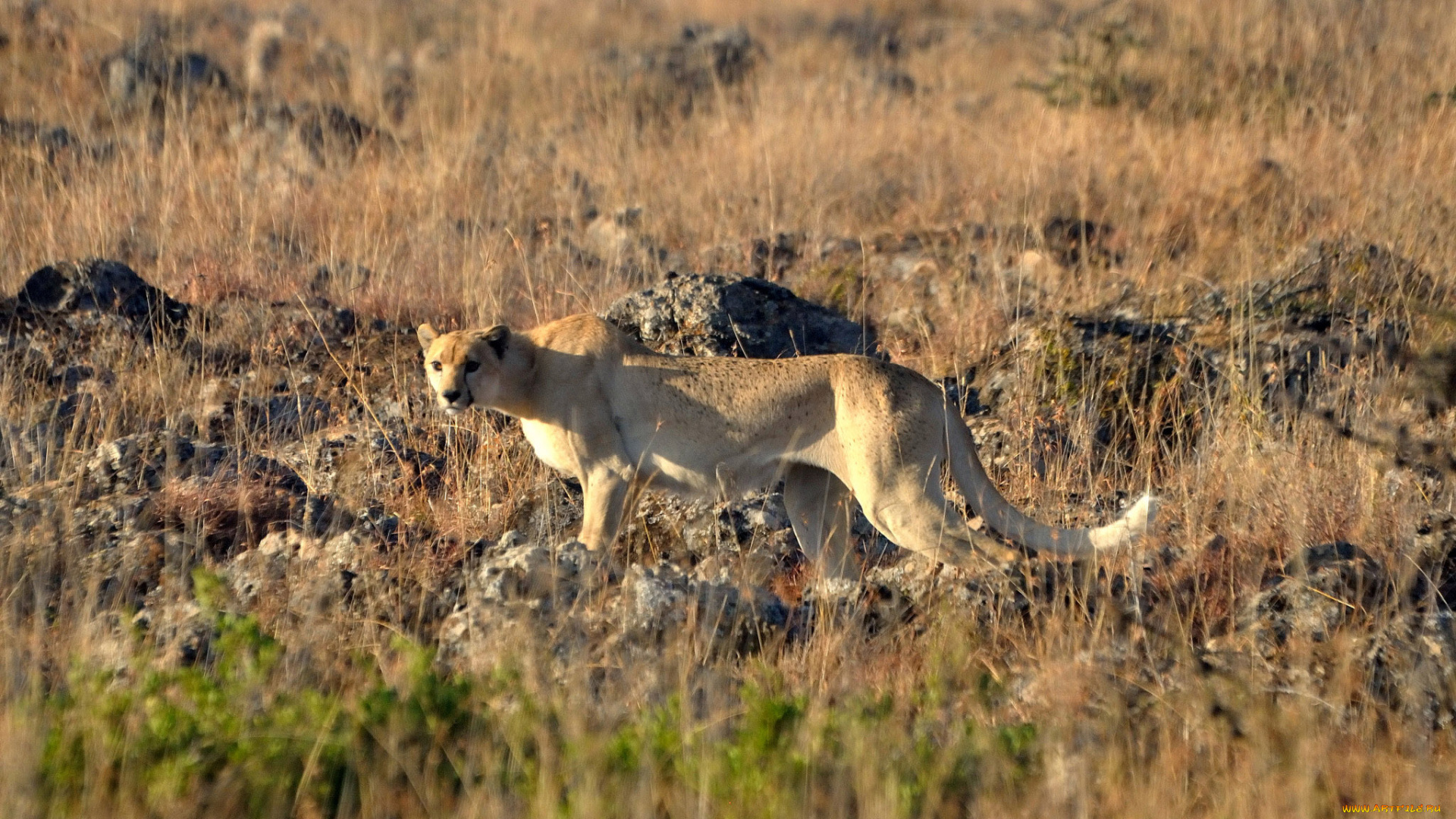 животные, гепарды, саванна, белый, гепард, трава, камни