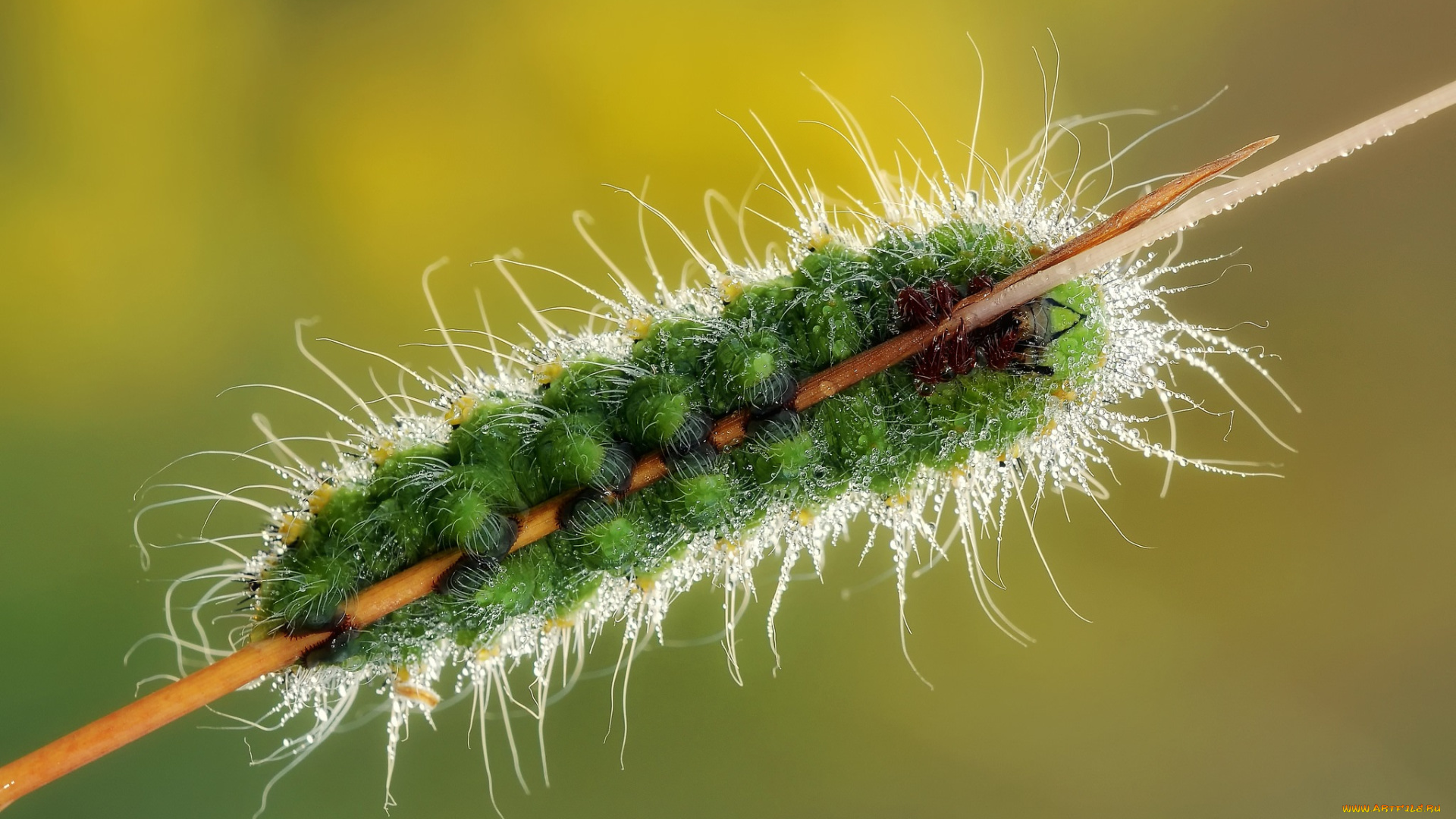 животные, гусеницы, роса, гусеница, травинка, насекомое, утро, фон, макро