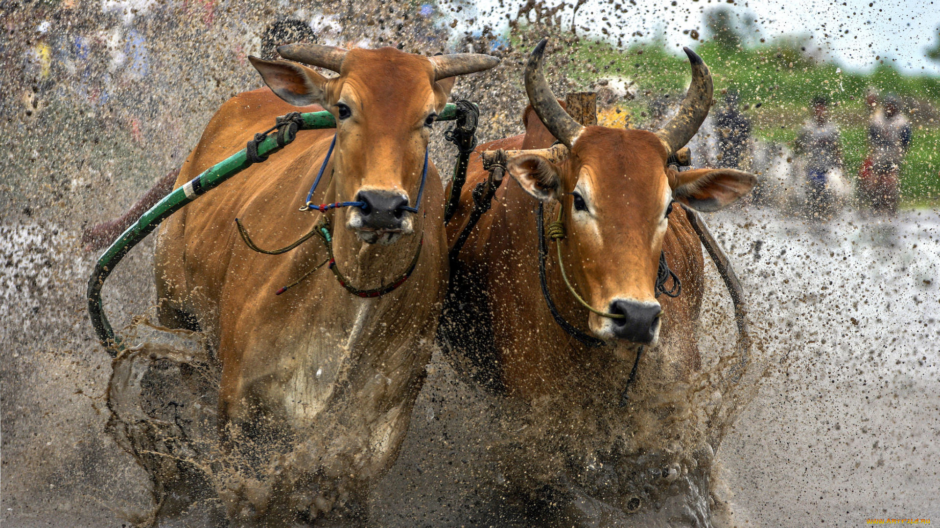 животные, коровы, , буйволы, гонка, волны