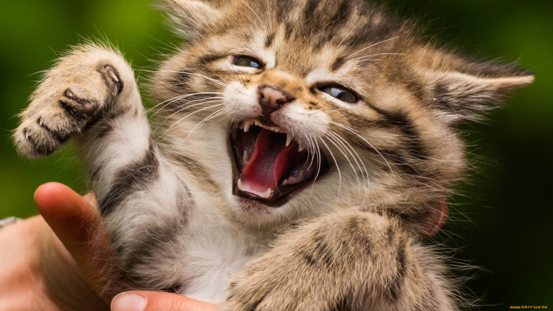 животные, коты, котенок