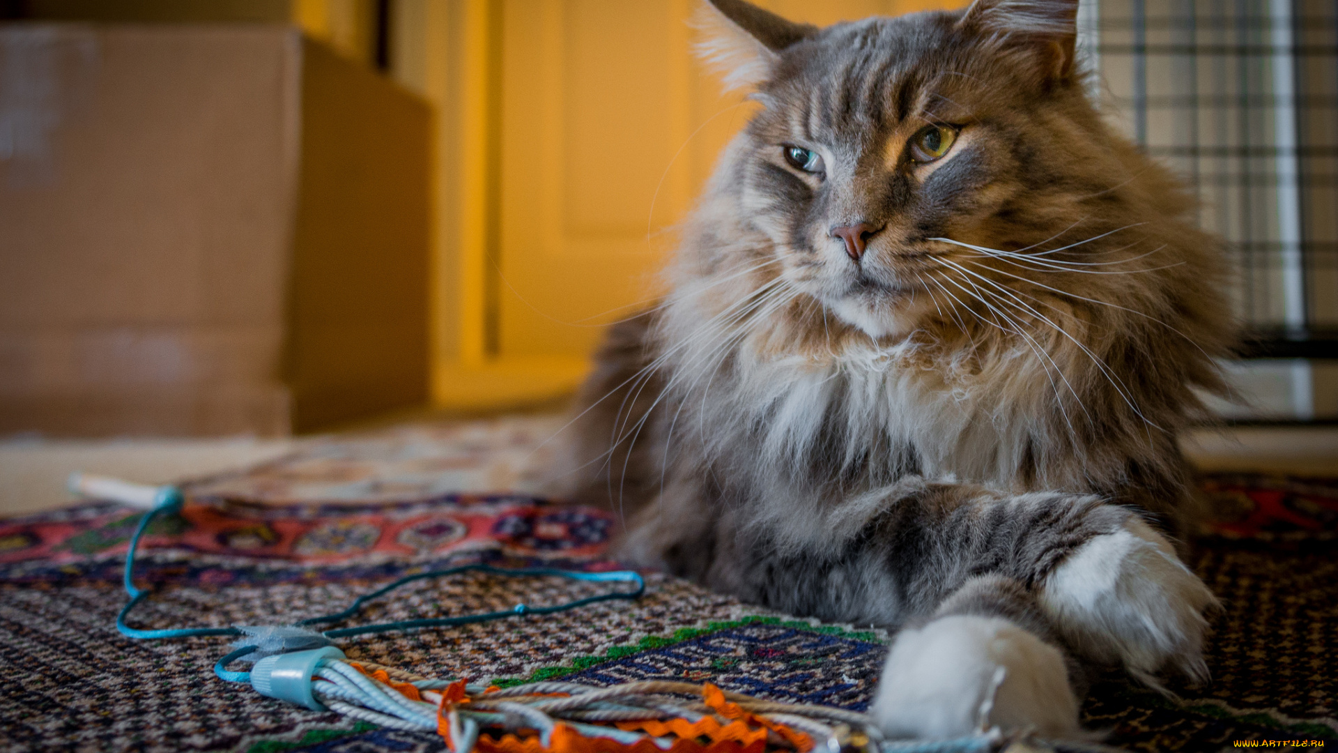 животные, коты, котяра