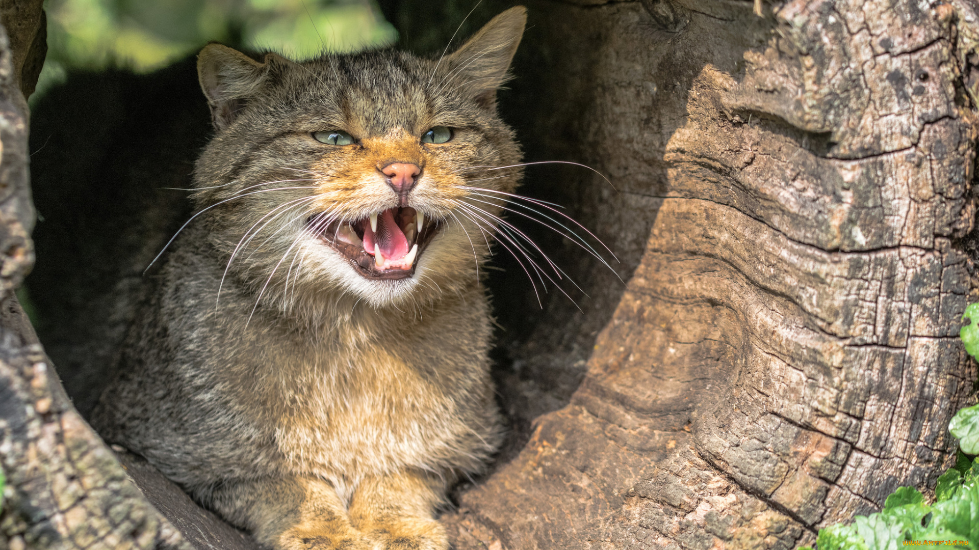 животные, коты, котята