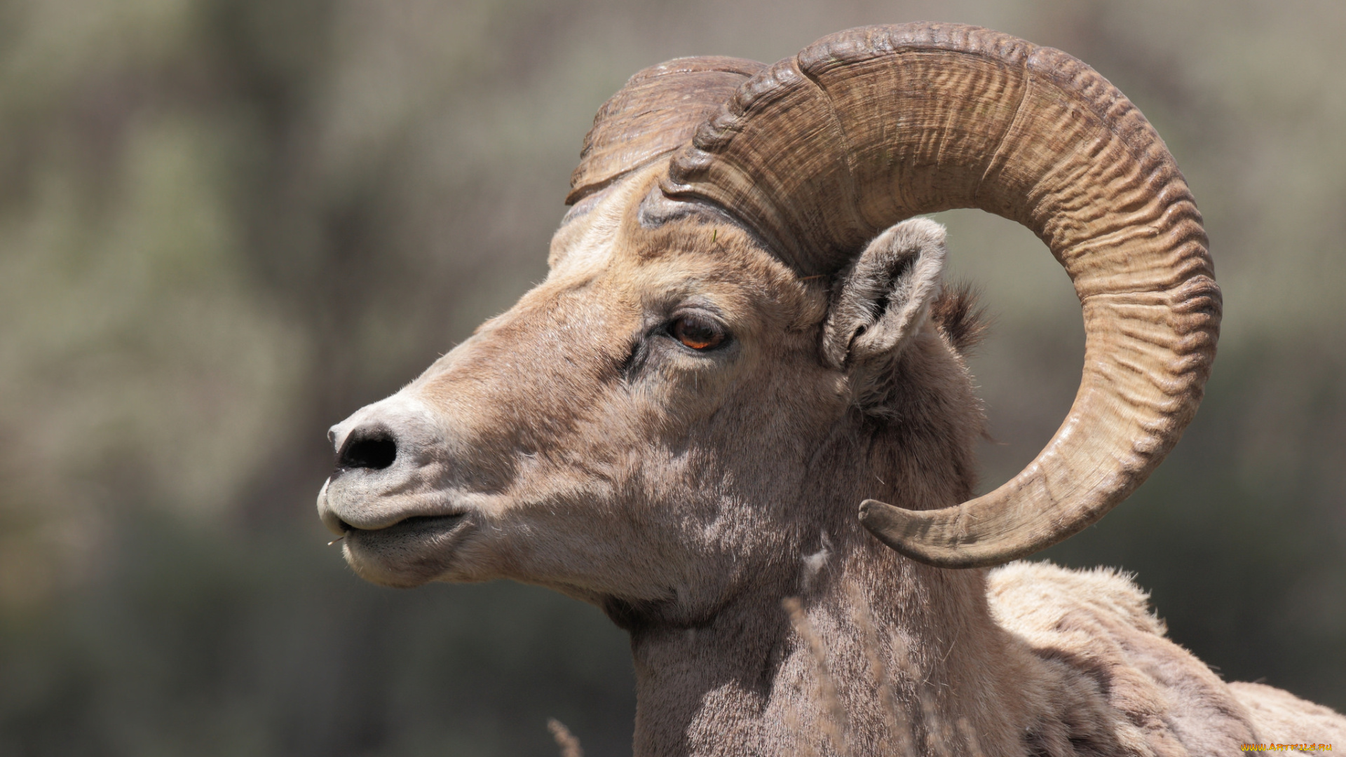 животные, козы, козерог