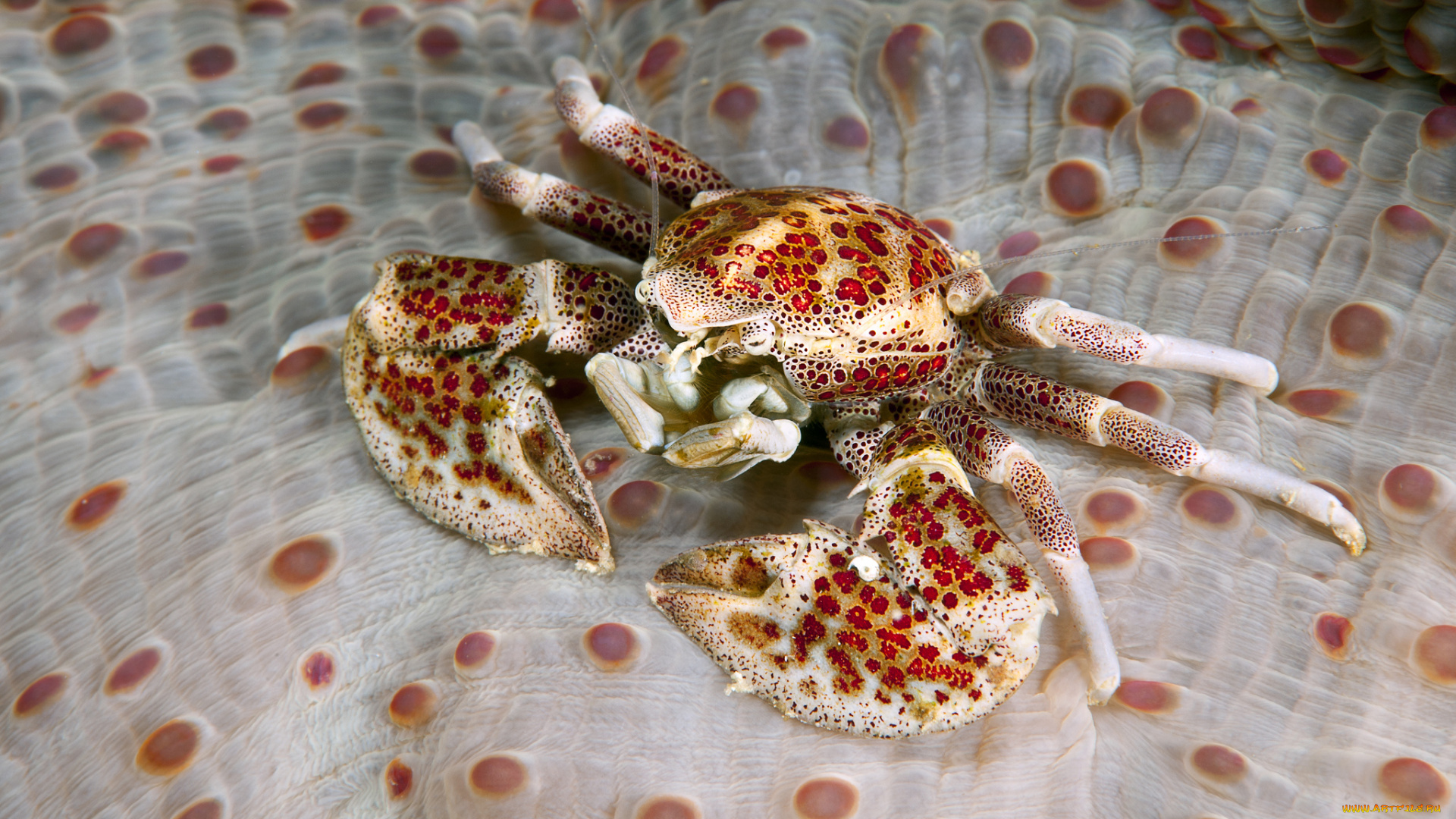 животные, крабы, , раки, краб