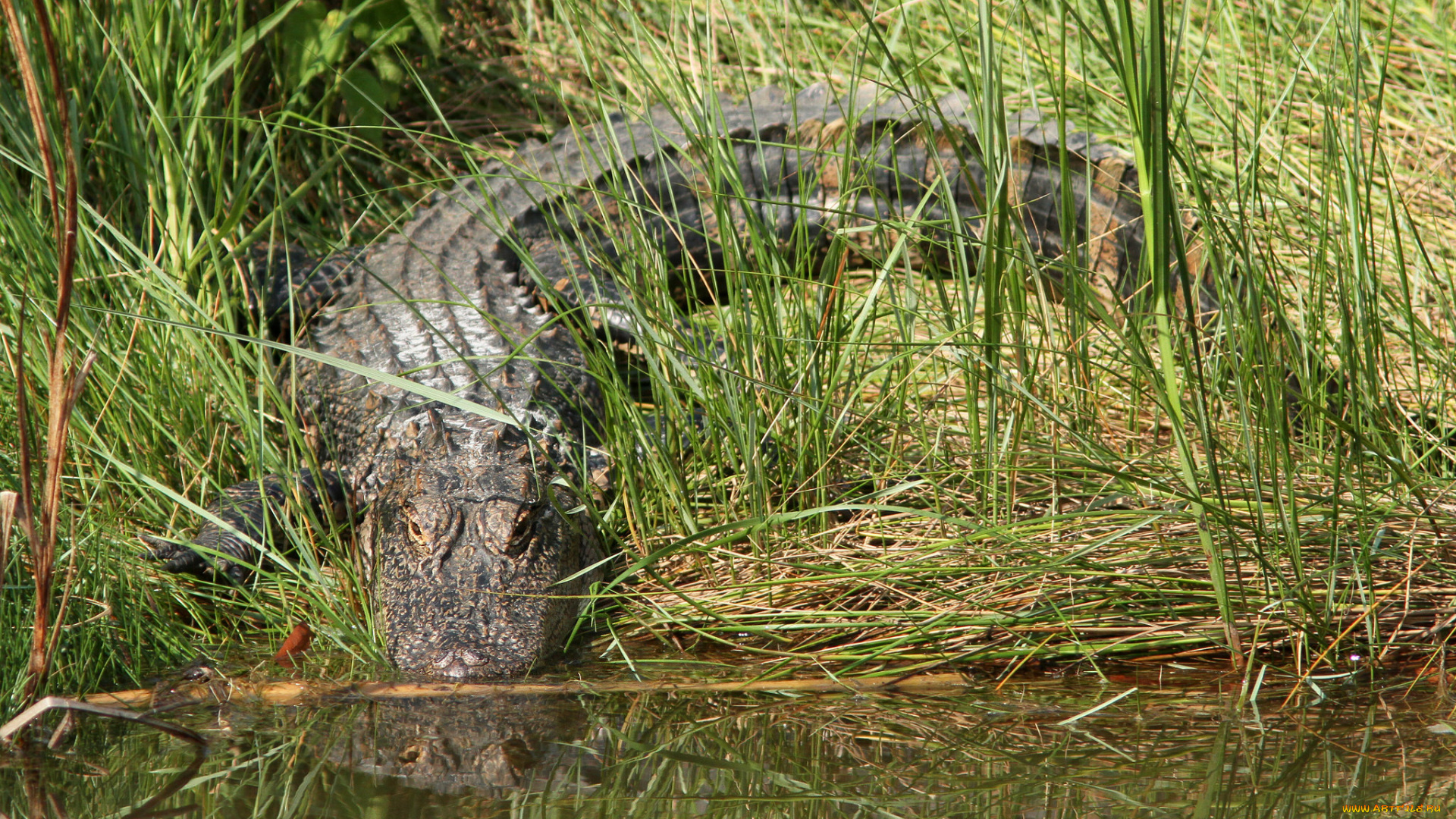 животные, крокодилы, крокодил