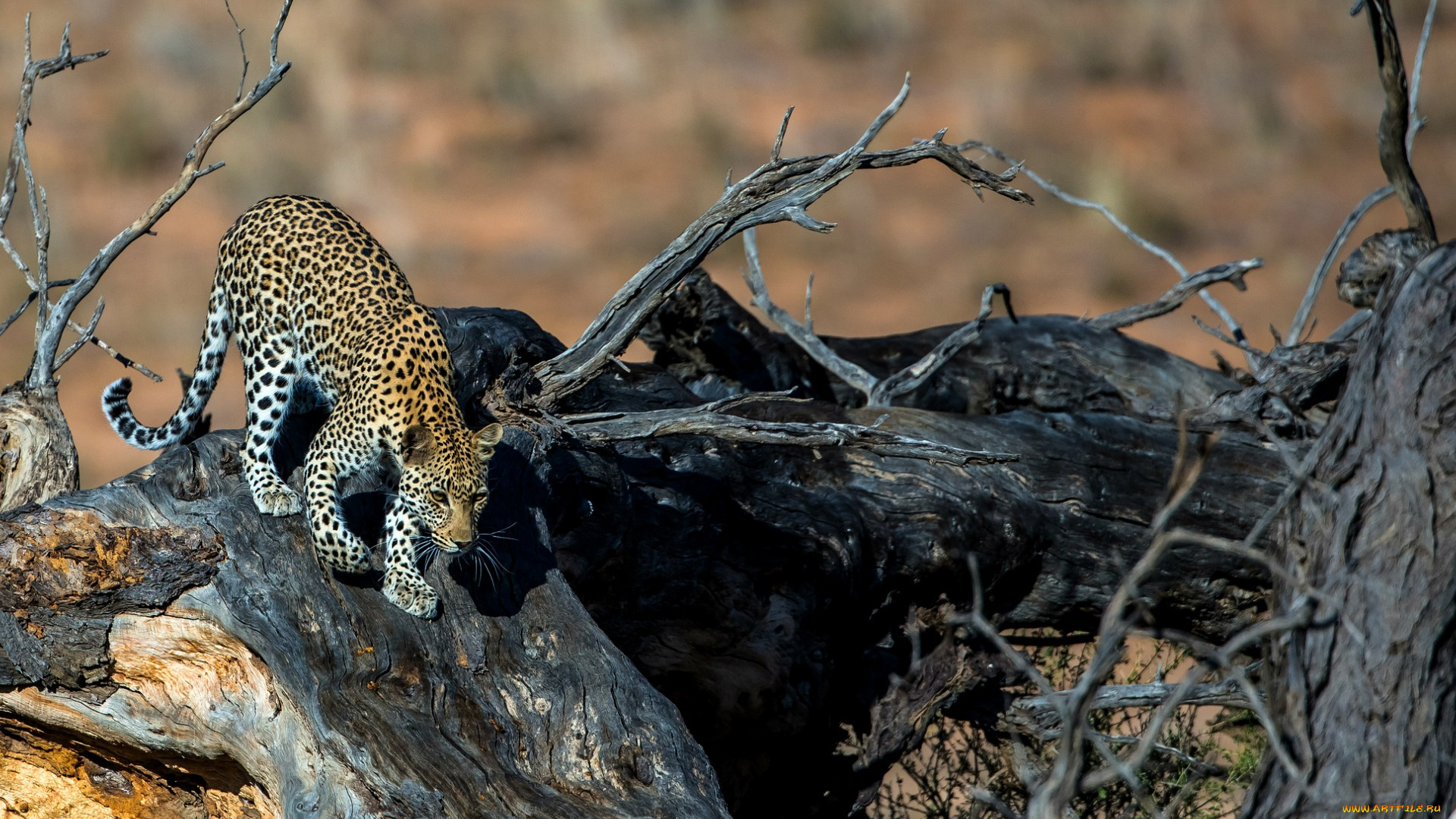 животные, леопарды, леопард, хищник, дерево, пятна