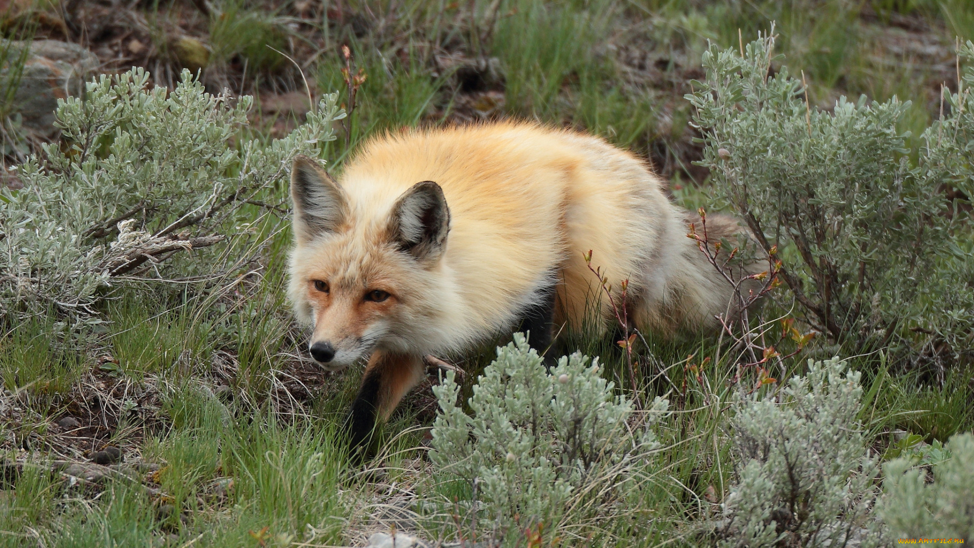 животные, лисы, лисичка