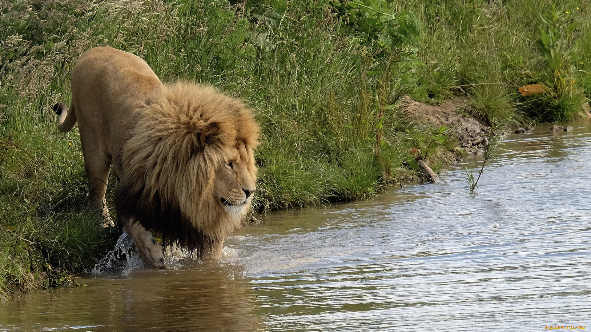 животные, львы, лев, водопой