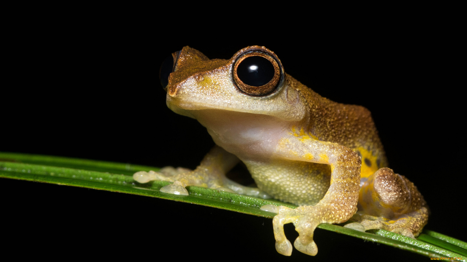 животные, лягушки, лягушка, лист, макро