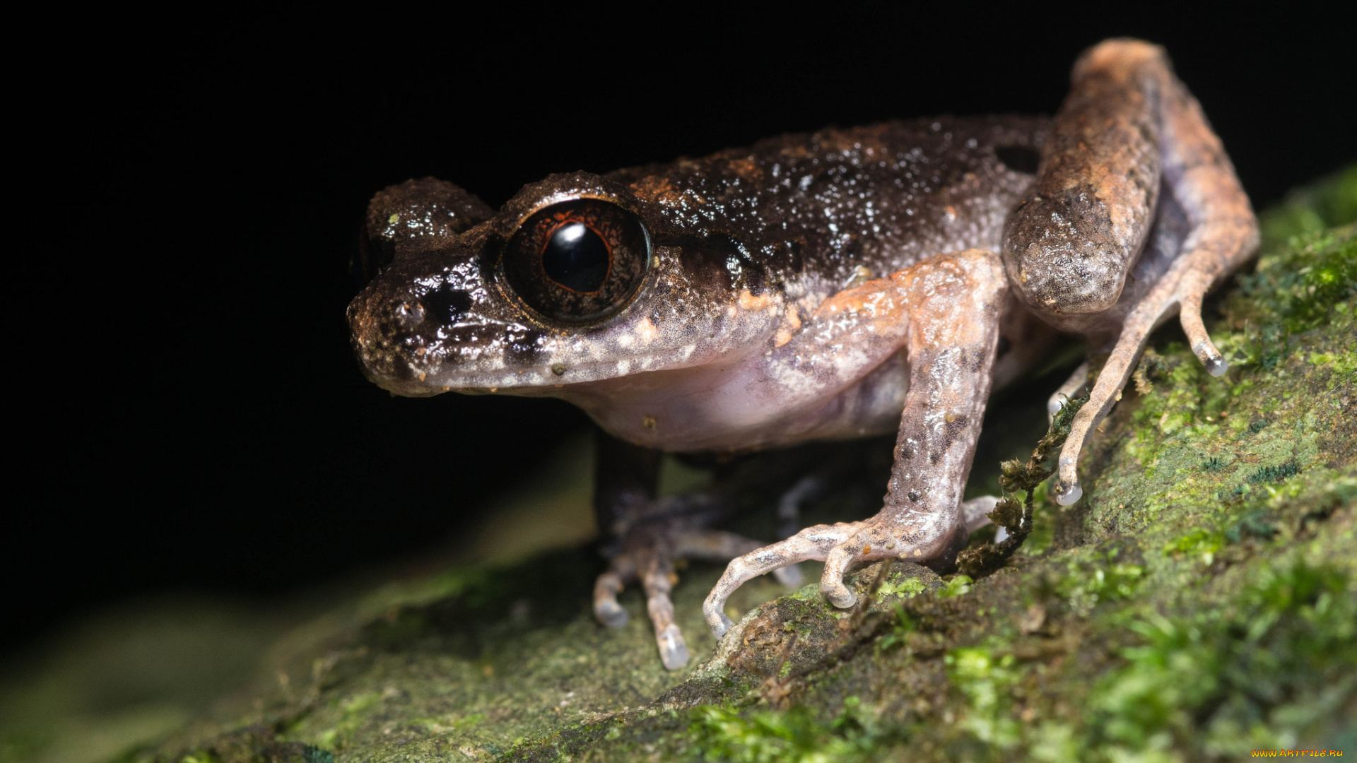 животные, лягушки, лягушка, лист, макро