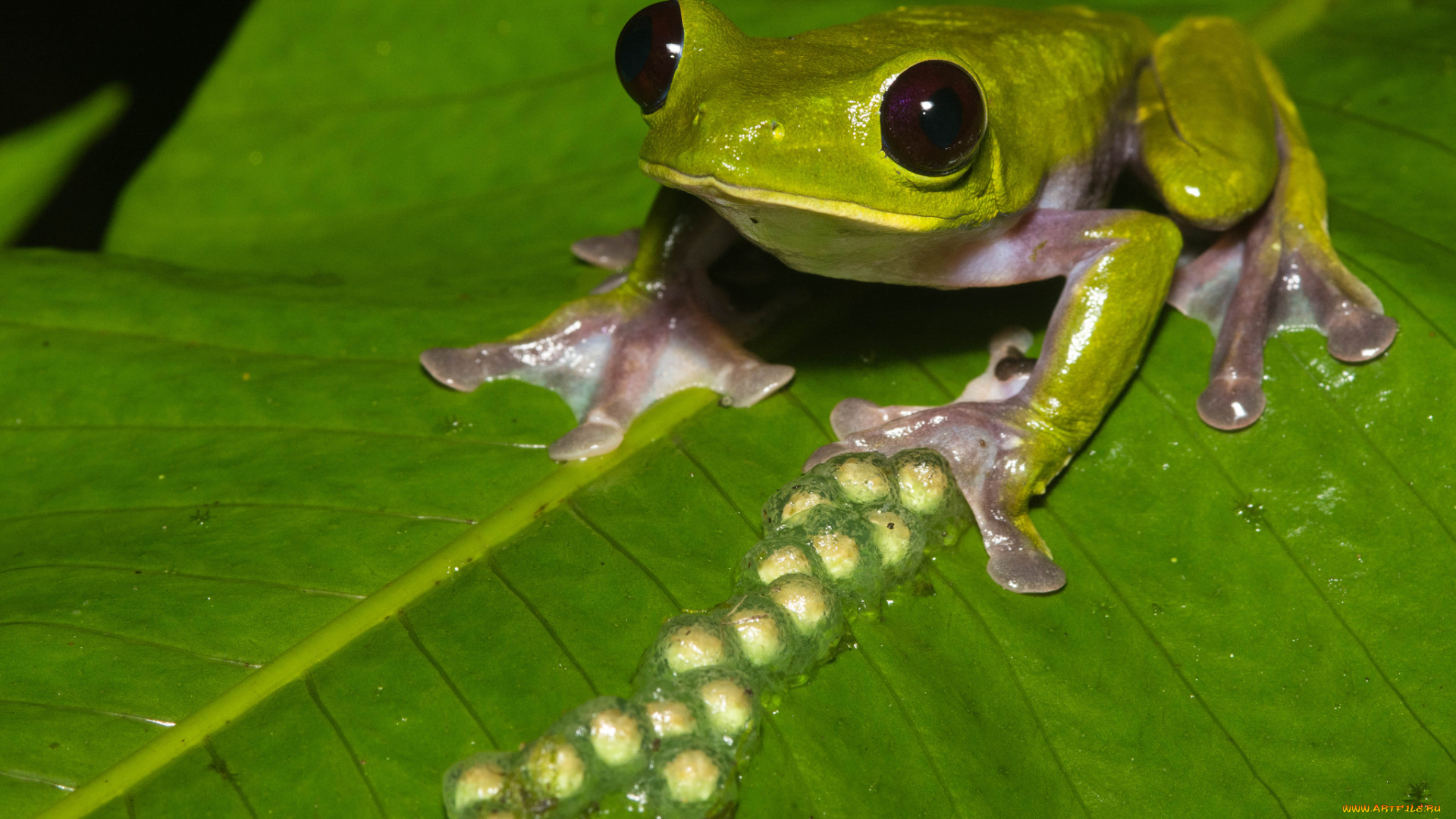 животные, лягушки, лягушка, лист, макро, потомство, яйца