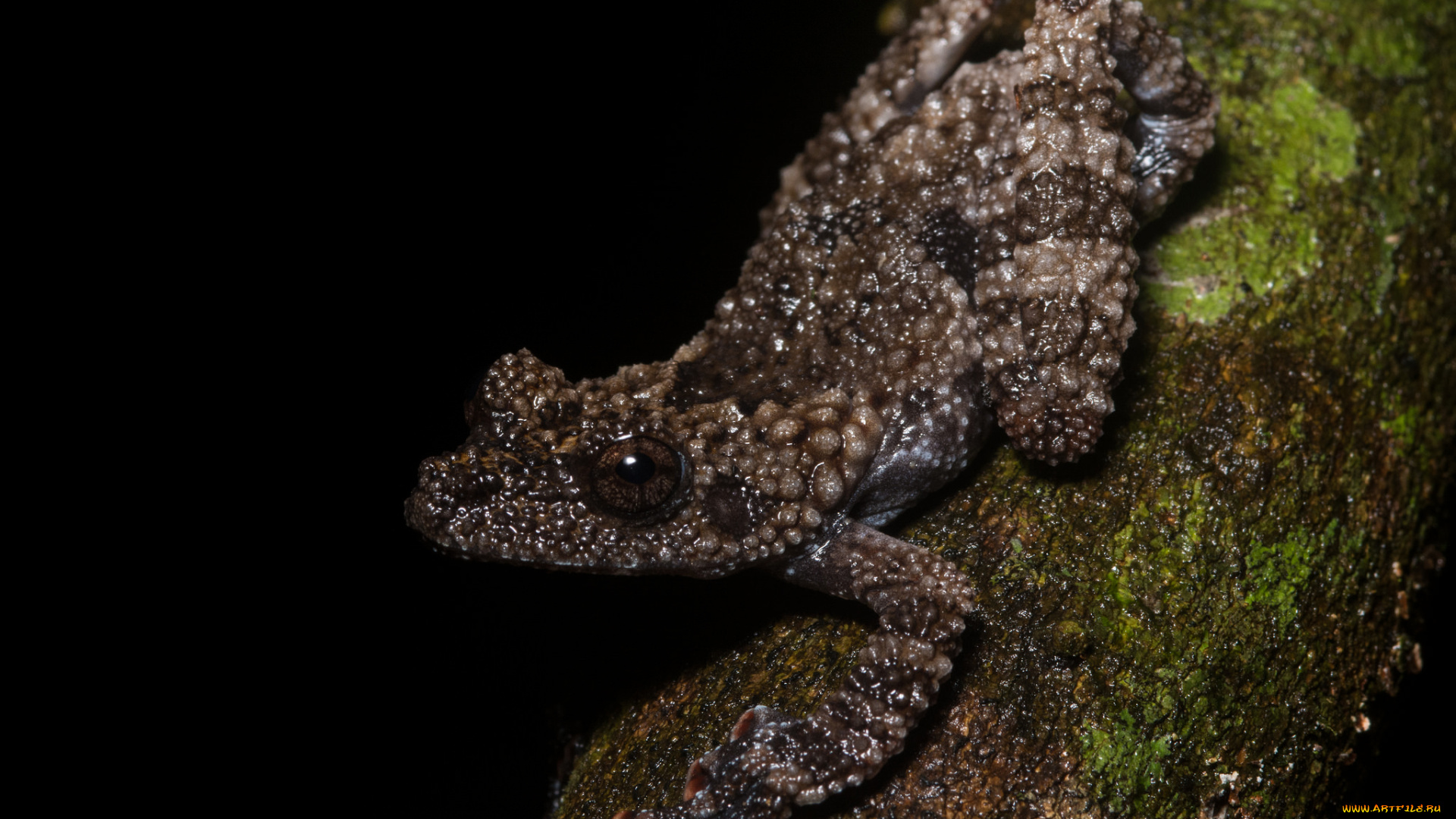 животные, лягушки, лягушка, макро