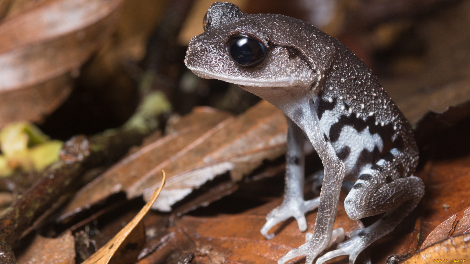 животные, лягушки, лягушка, осень, листья, макро