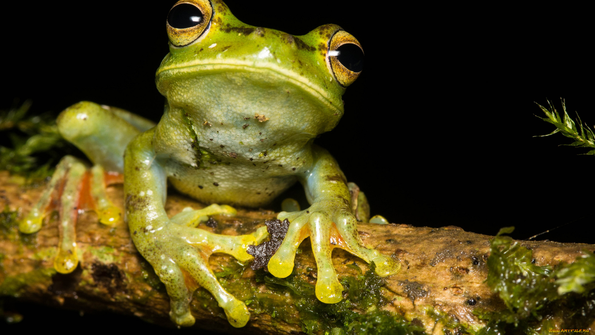животные, лягушки, лягушка, сырость, макро
