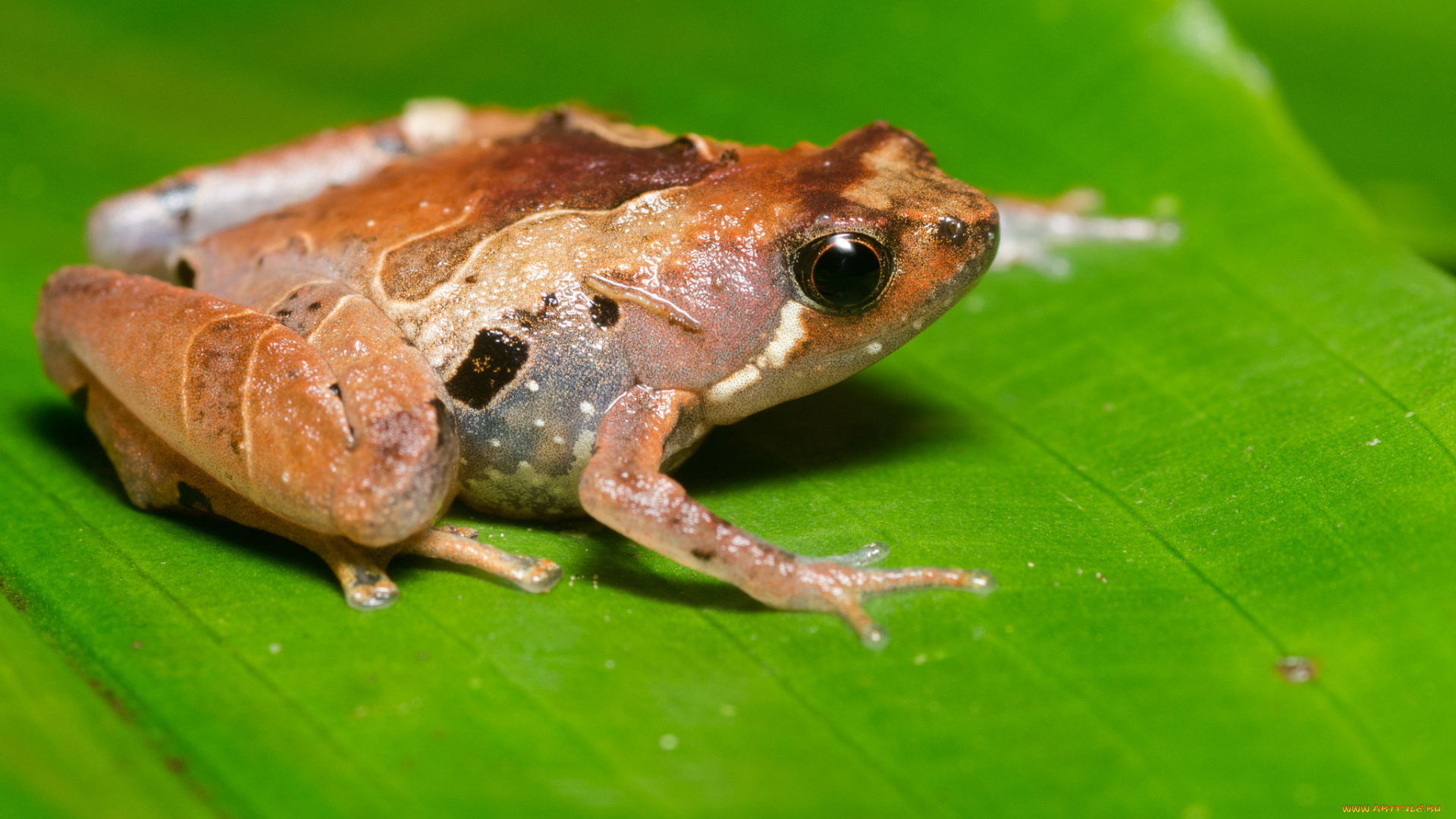 животные, лягушки, макро, лягушка, лист