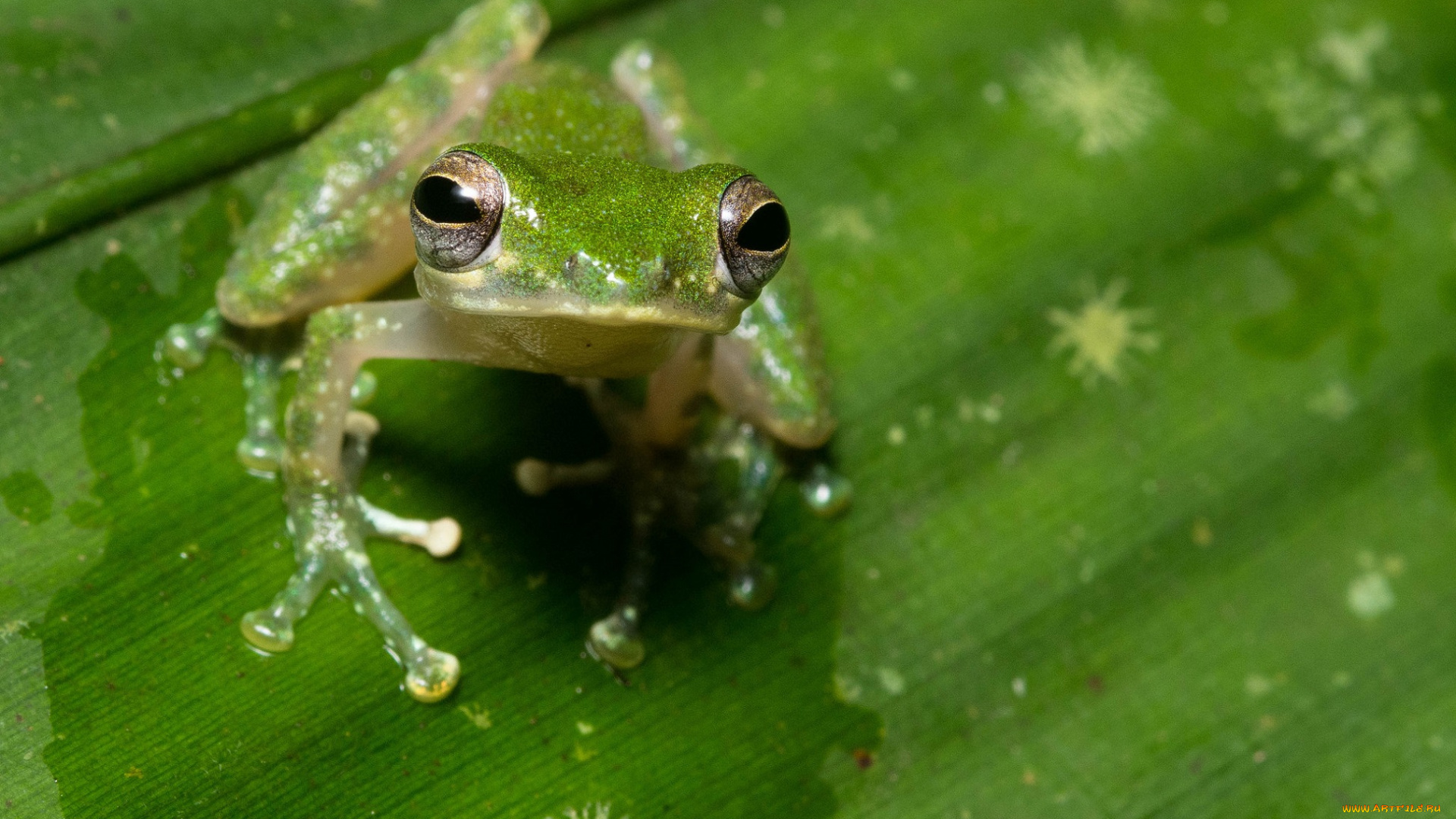 животные, лягушки, макро, лягушка, лист
