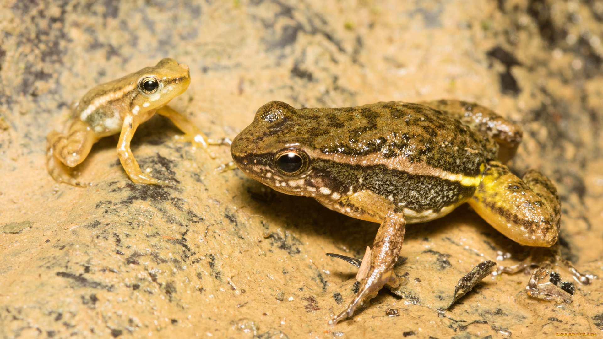 животные, лягушки, сырость, земля, макро