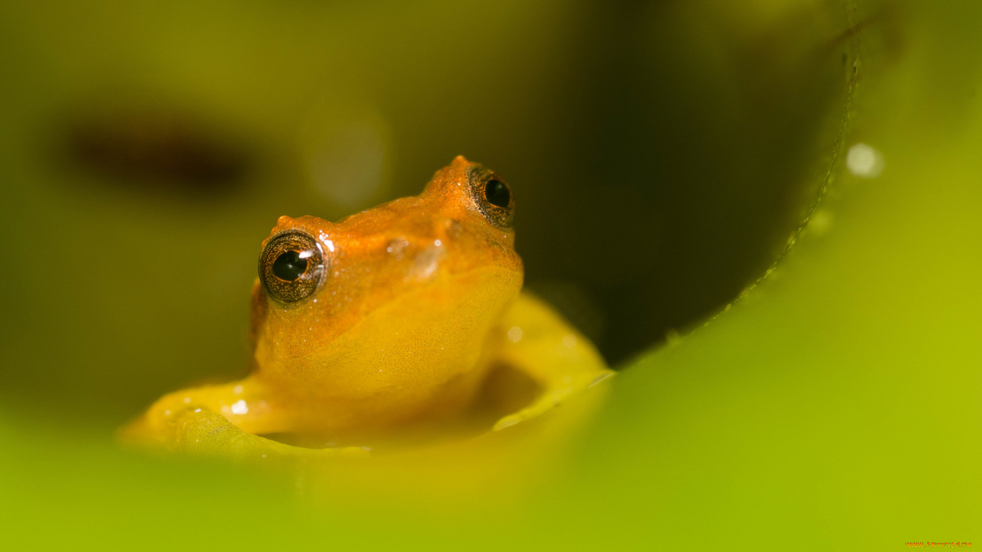 животные, лягушки, взгляд, жёлтая, лист, макро, портрет, лягушка