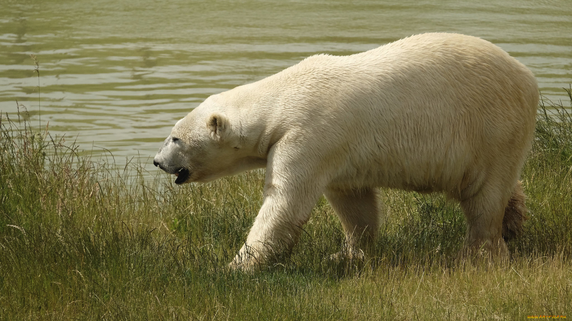 животные, медведи, косолапый