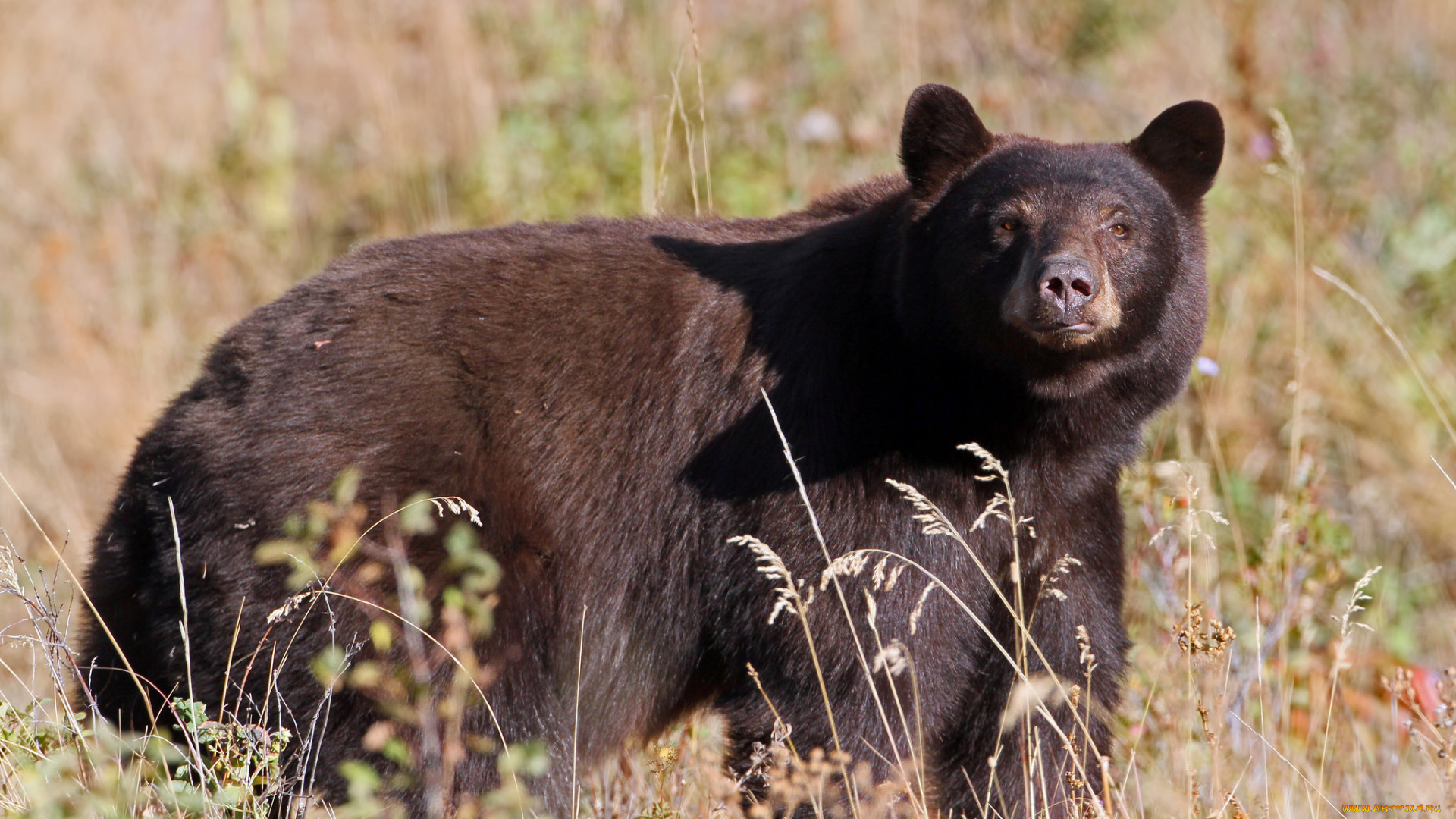 животные, медведи, косолапый