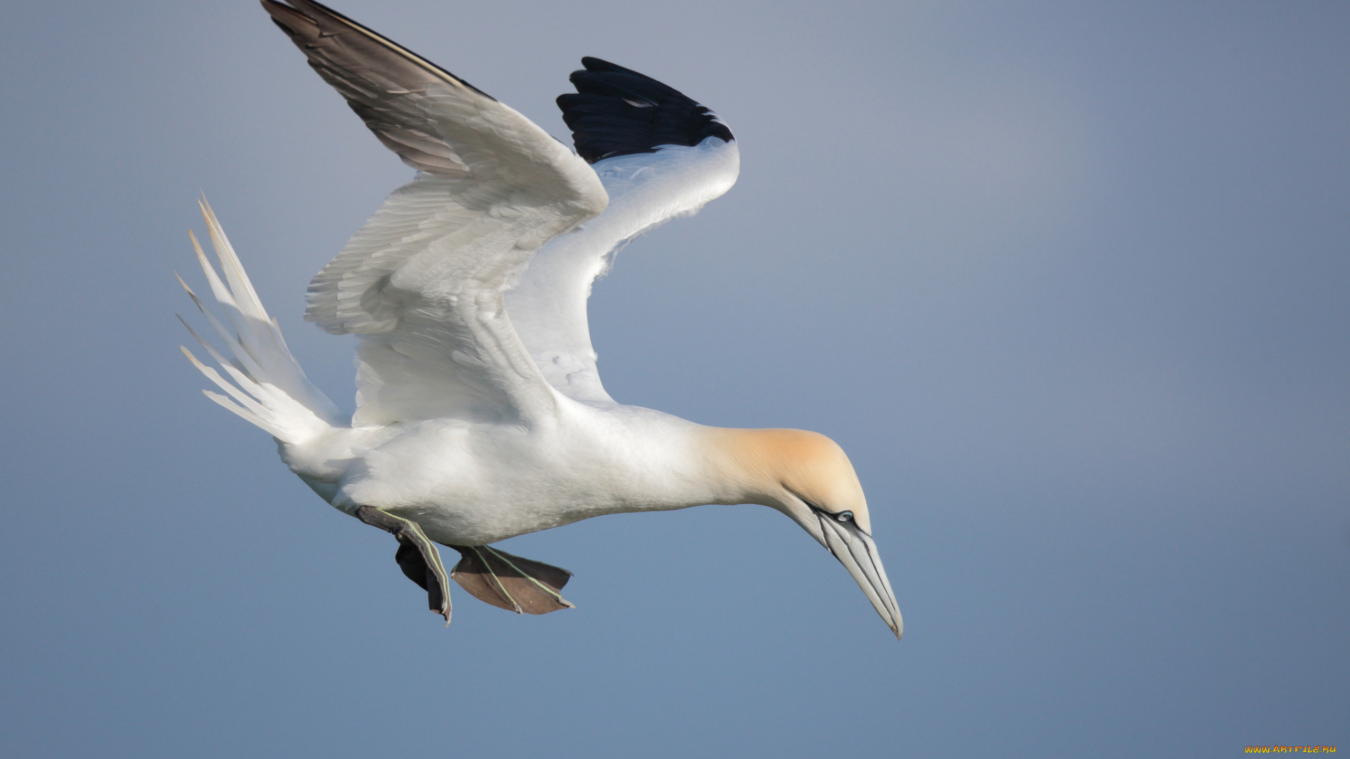 животные, олуши, олуш