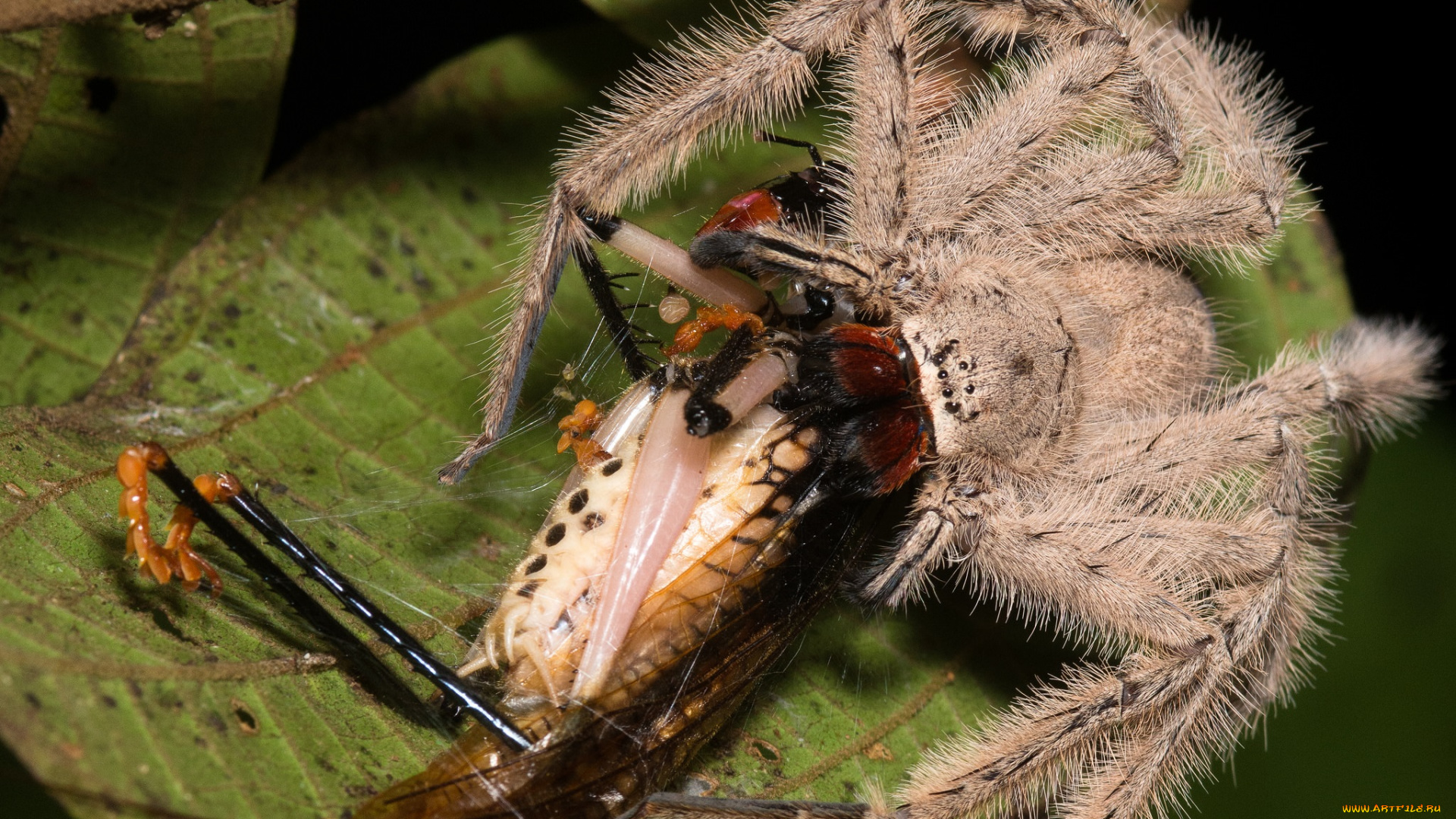 животные, пауки, хищник, добыча, кузнечик, лист, паук, макро, трапеза