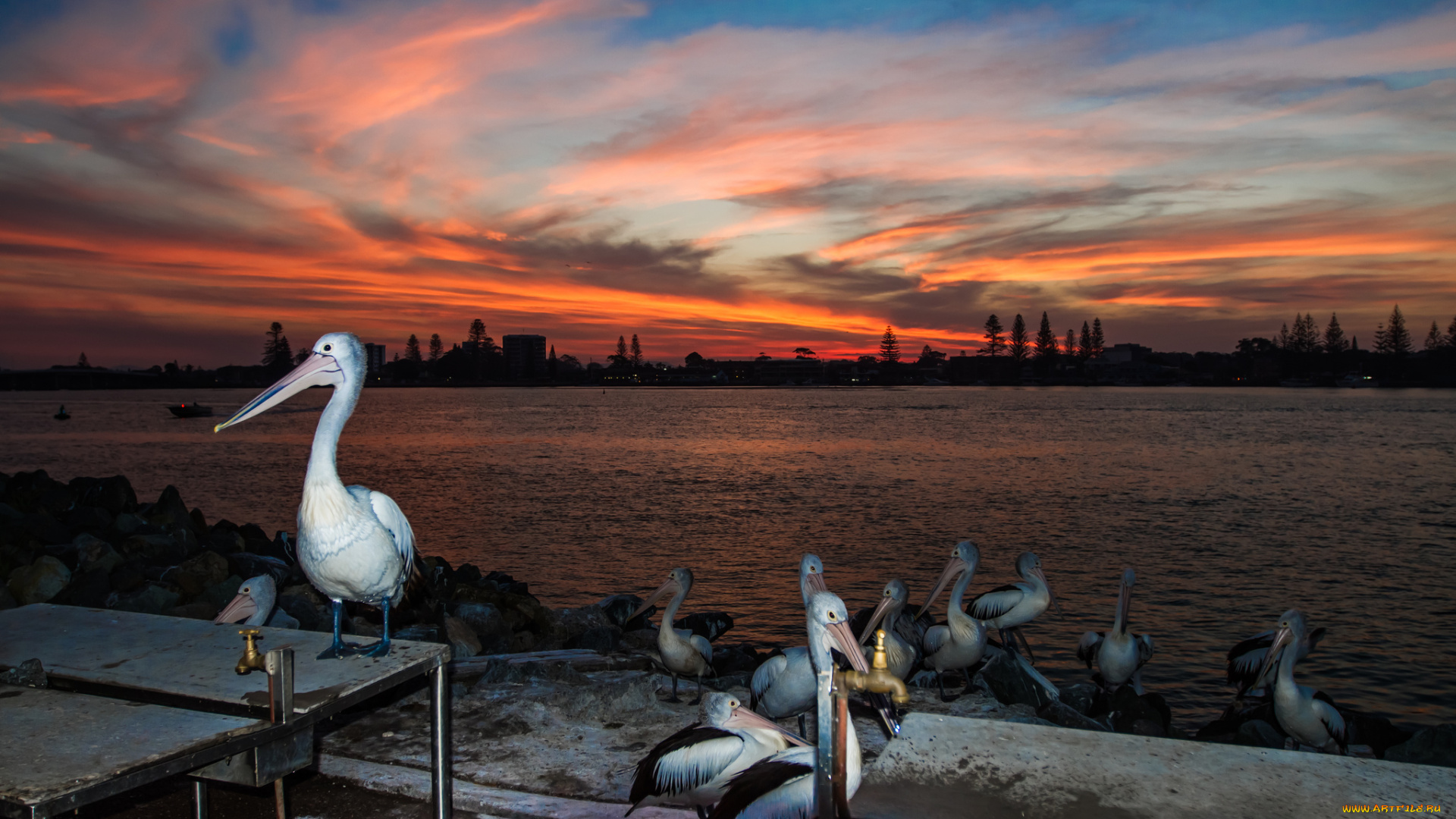 животные, пеликаны, птички, набережная