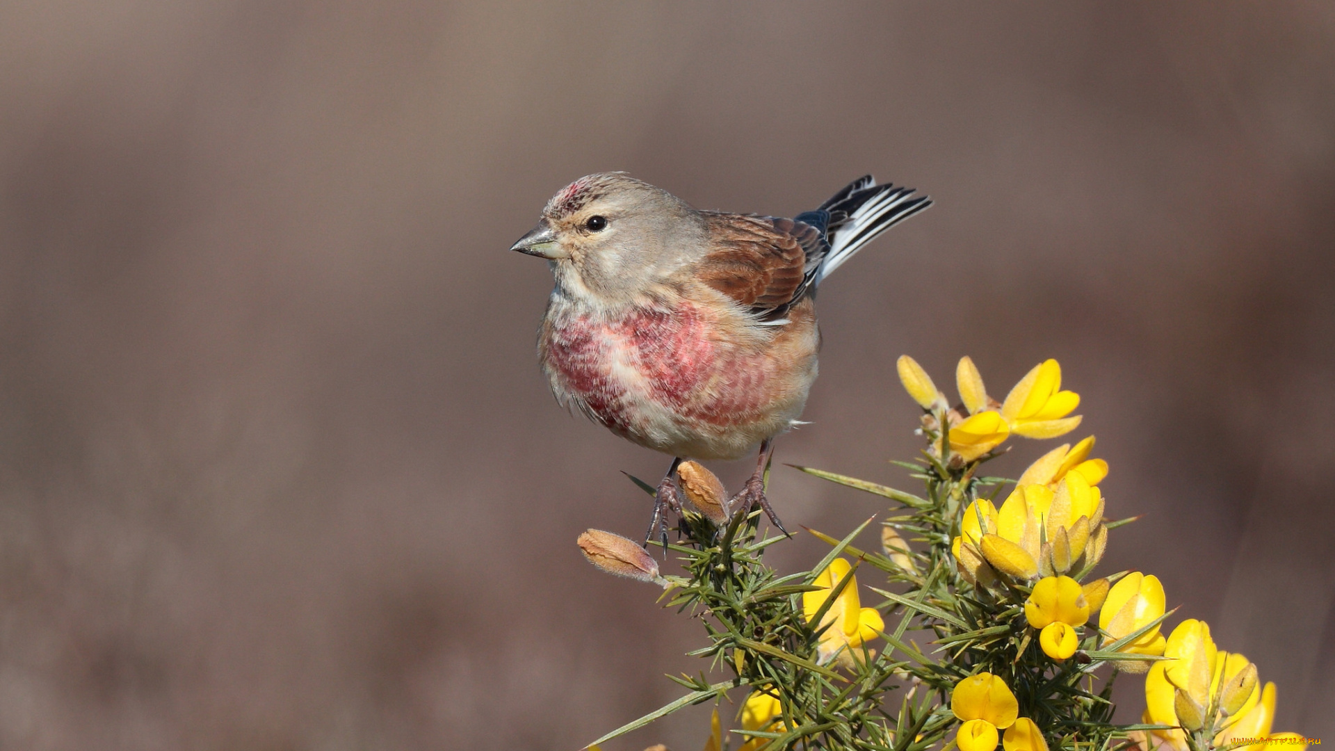 животные, птицы, птичка