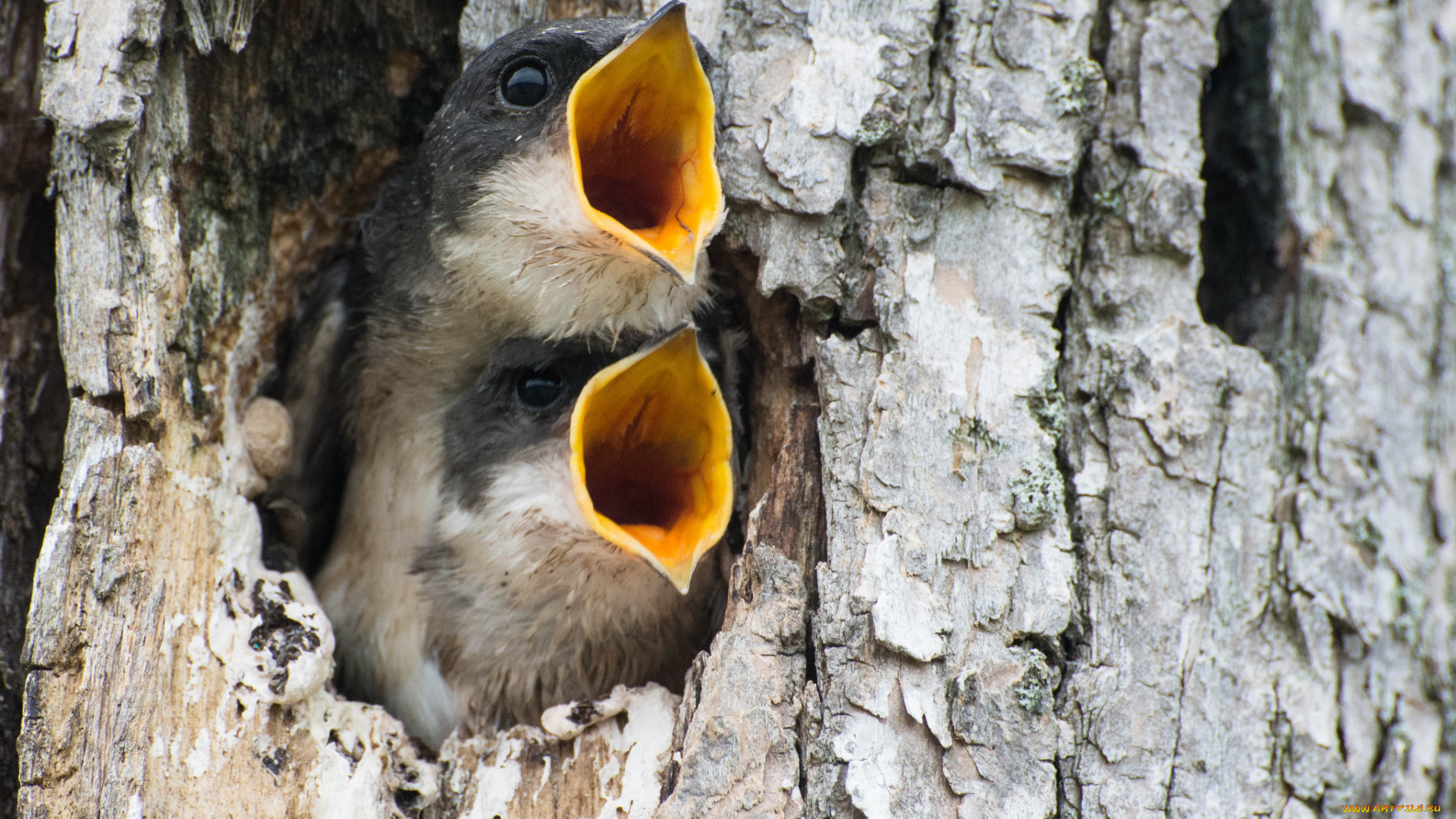 животные, птицы, ствол, дерево, кора, гнездо, дупло, желторотики, птенцы