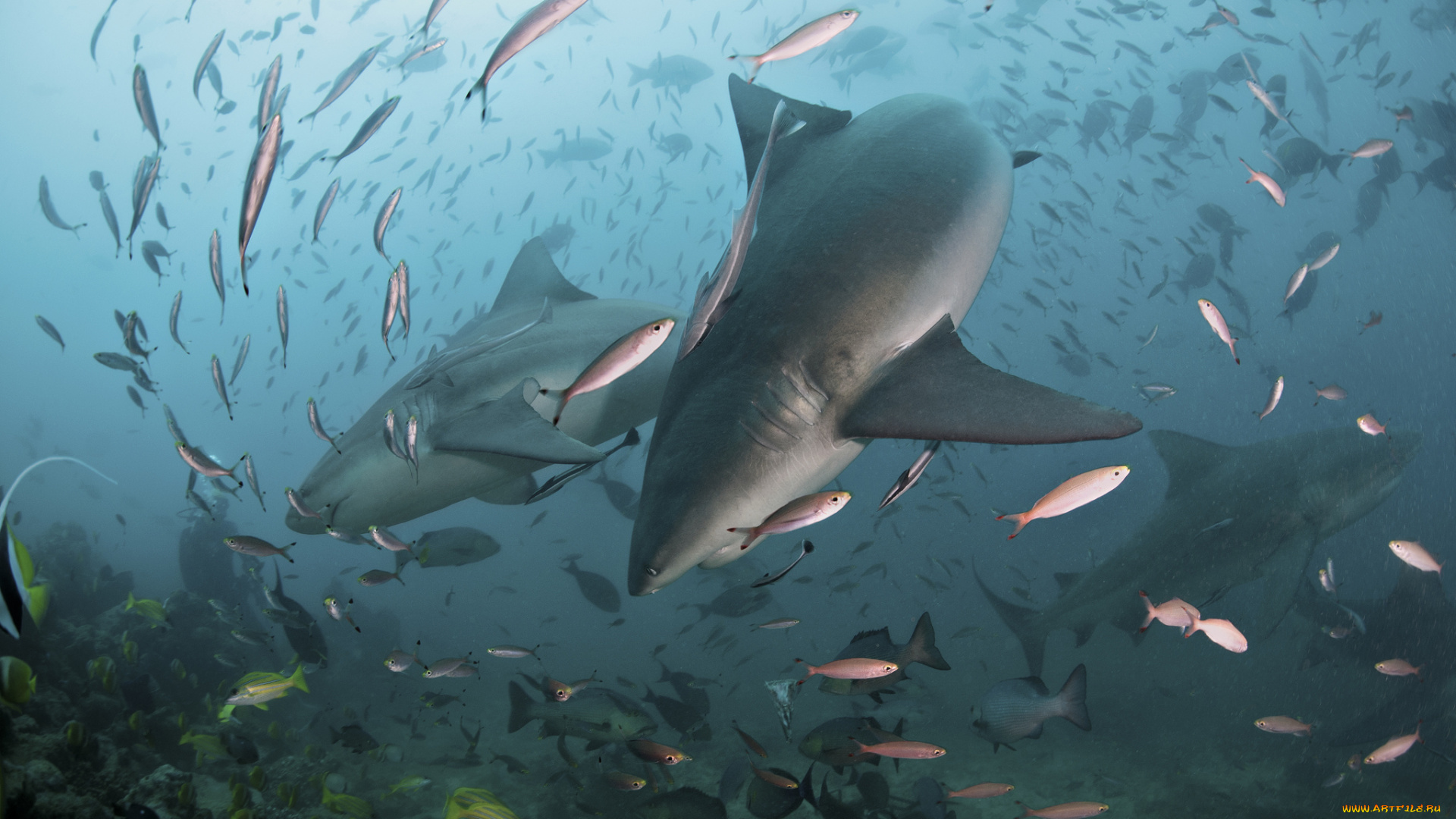 животные, разные, вместе, акула, океан