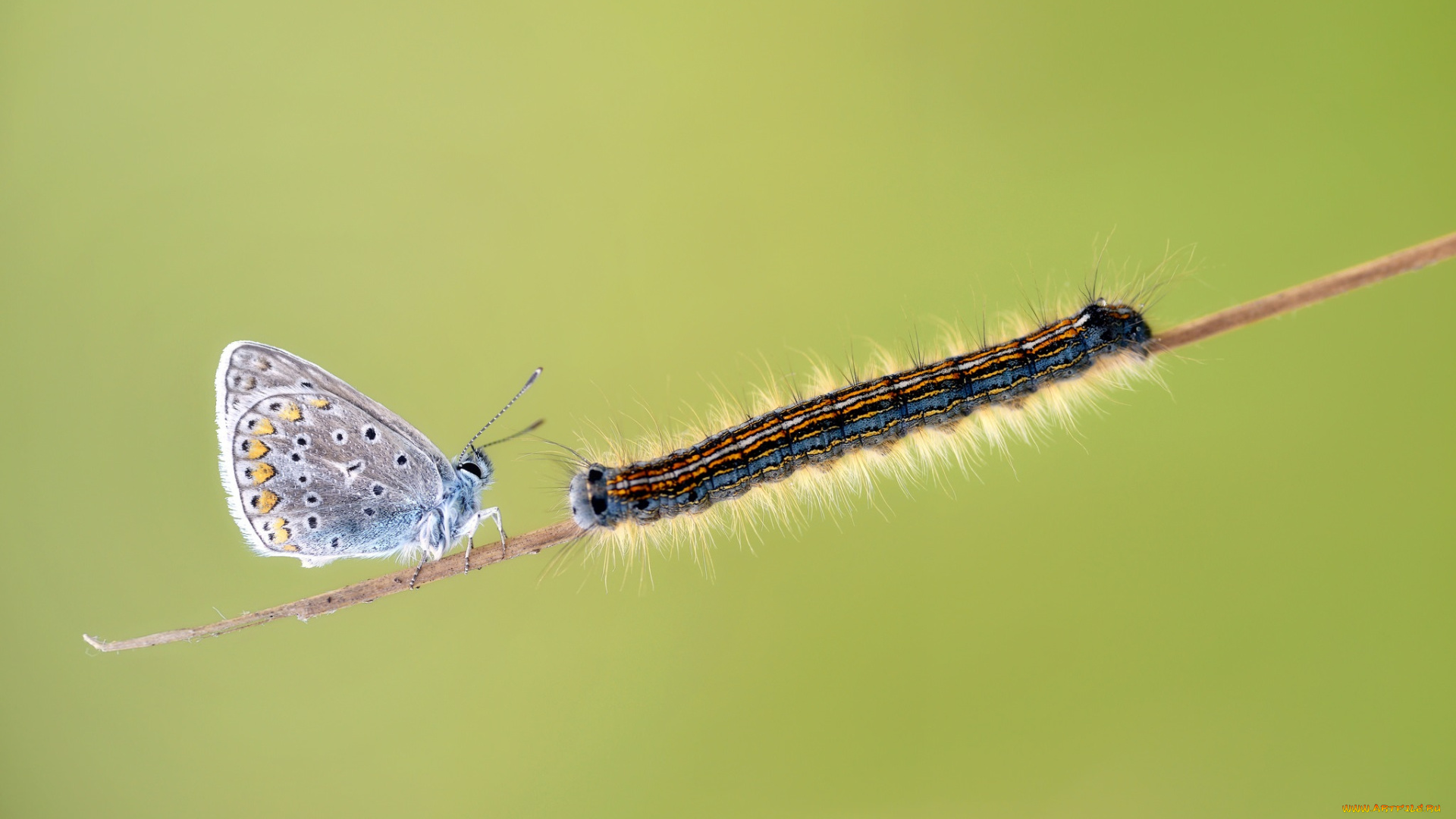 животные, разные, вместе, фон, травинка, крылья, бабочка, макро, гусеница