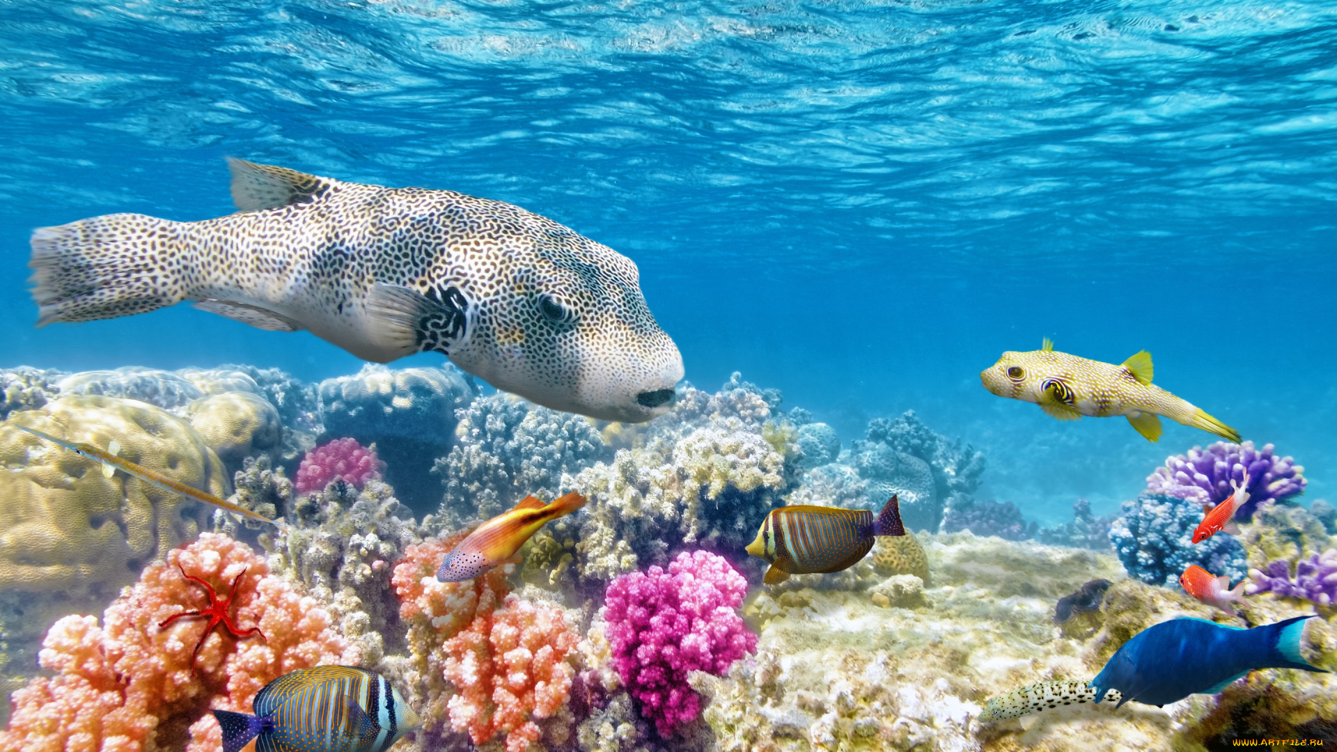животные, рыбы, рыбки, подводный, мир, ocean, fishes, world, coral, reef, tropical, underwater, коралловый, риф, океан