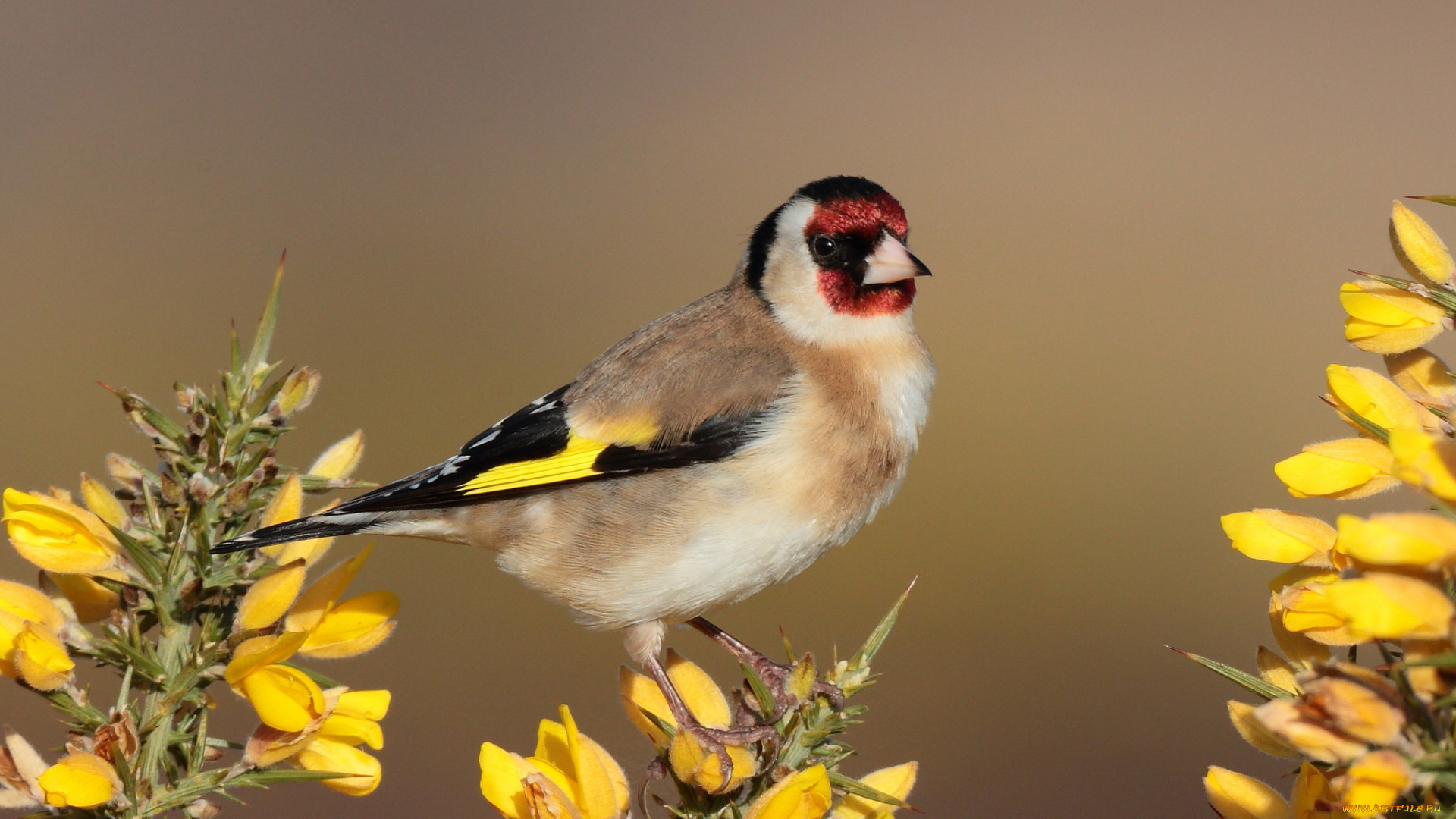 животные, щеглы, , чижи, птичка