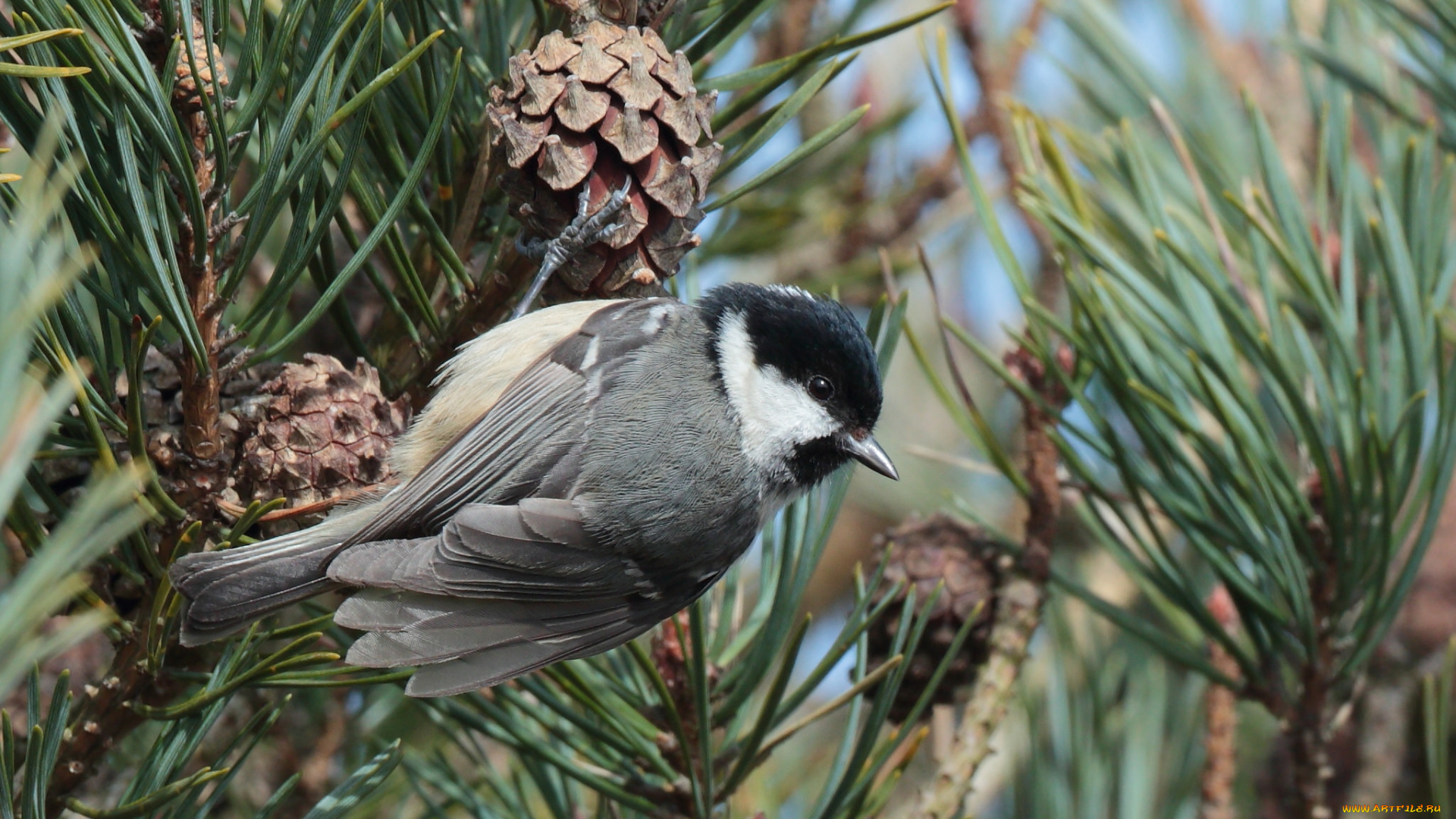 животные, синицы, , лазоревки, птичка