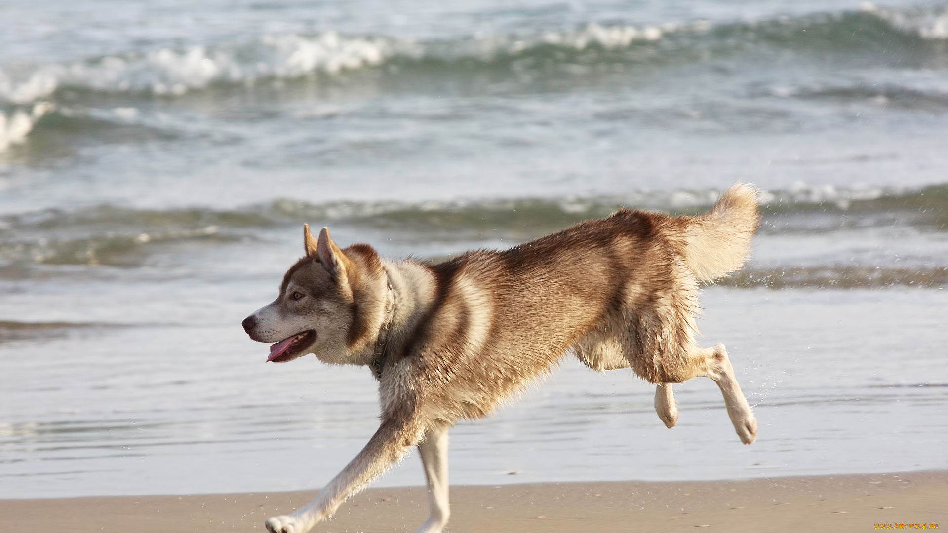 животные, собаки, бег, хаски, лайка, собака, море, берег