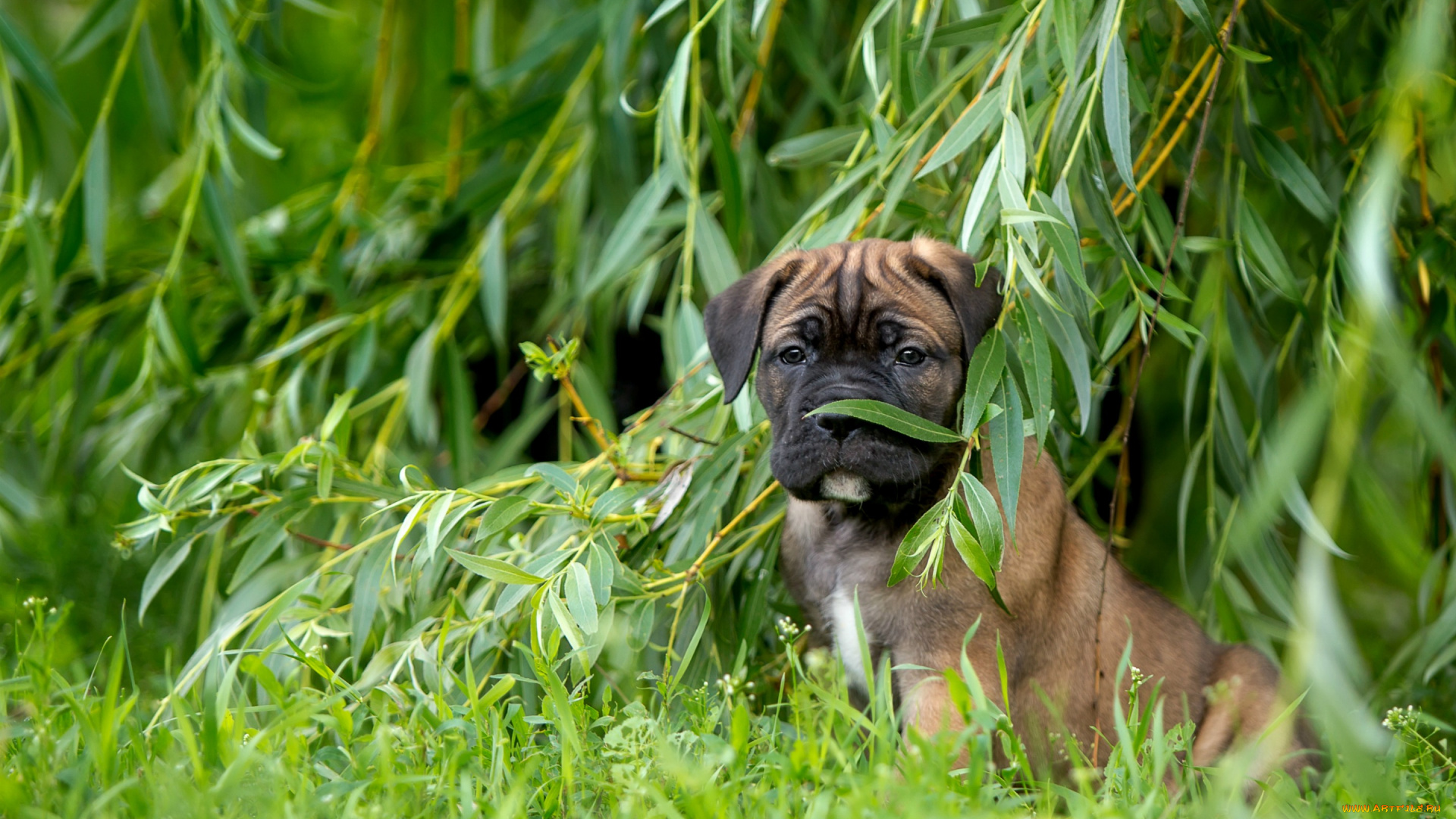 животные, собаки, кане-корсо, трава, верба, ива, щенок