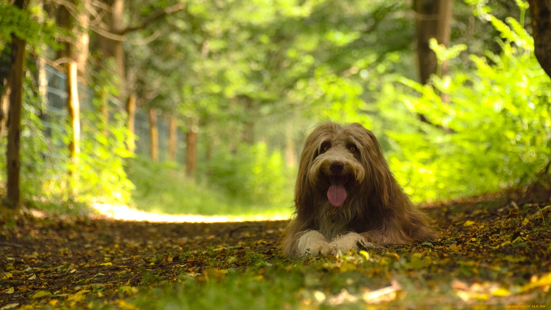 животные, собаки, лес, пёс, собака, бородатый, колли