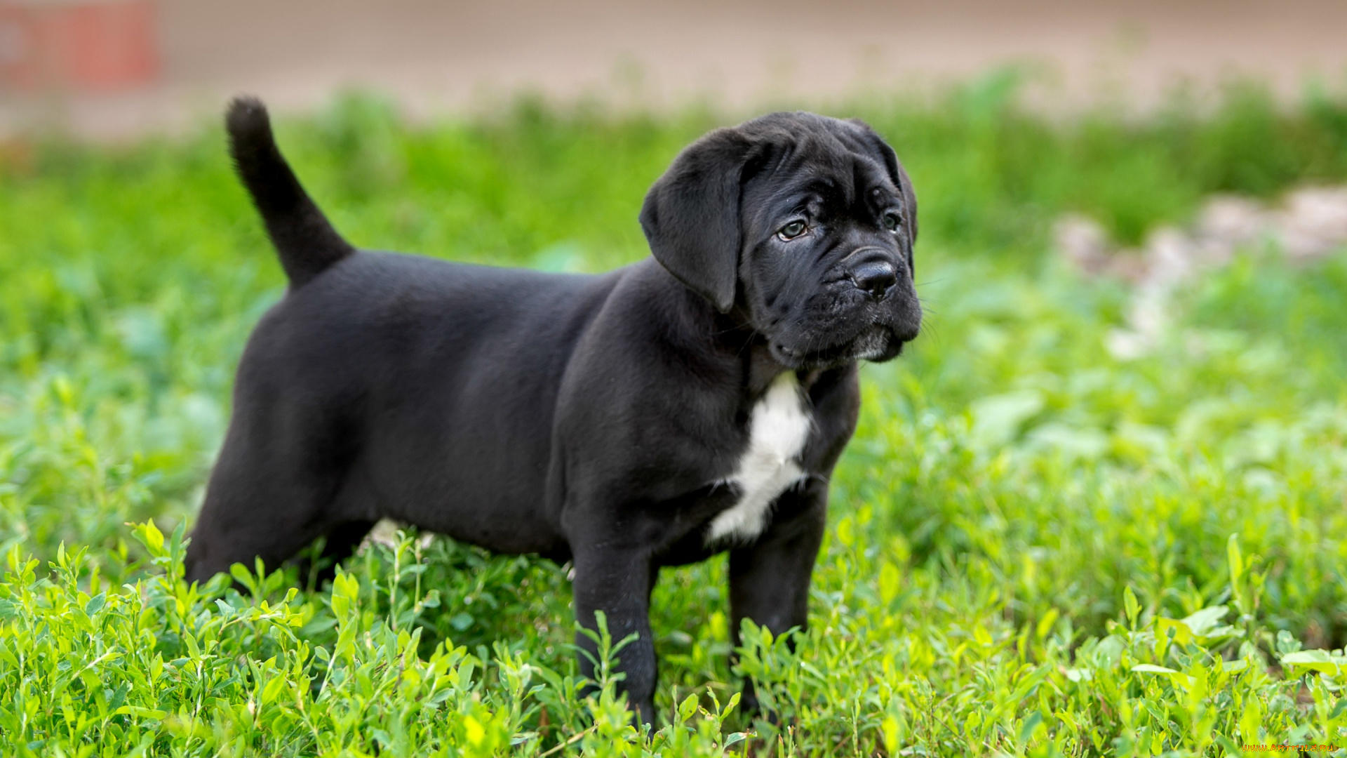 животные, собаки, щенок, кане-корсо, порода, трава