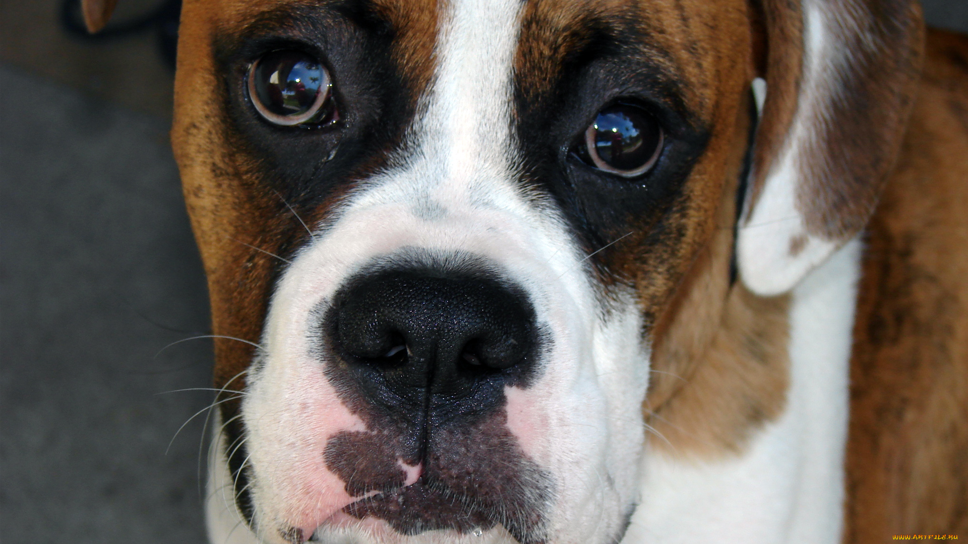 животные, собаки, собака, боксер, морда, голова, взгляд