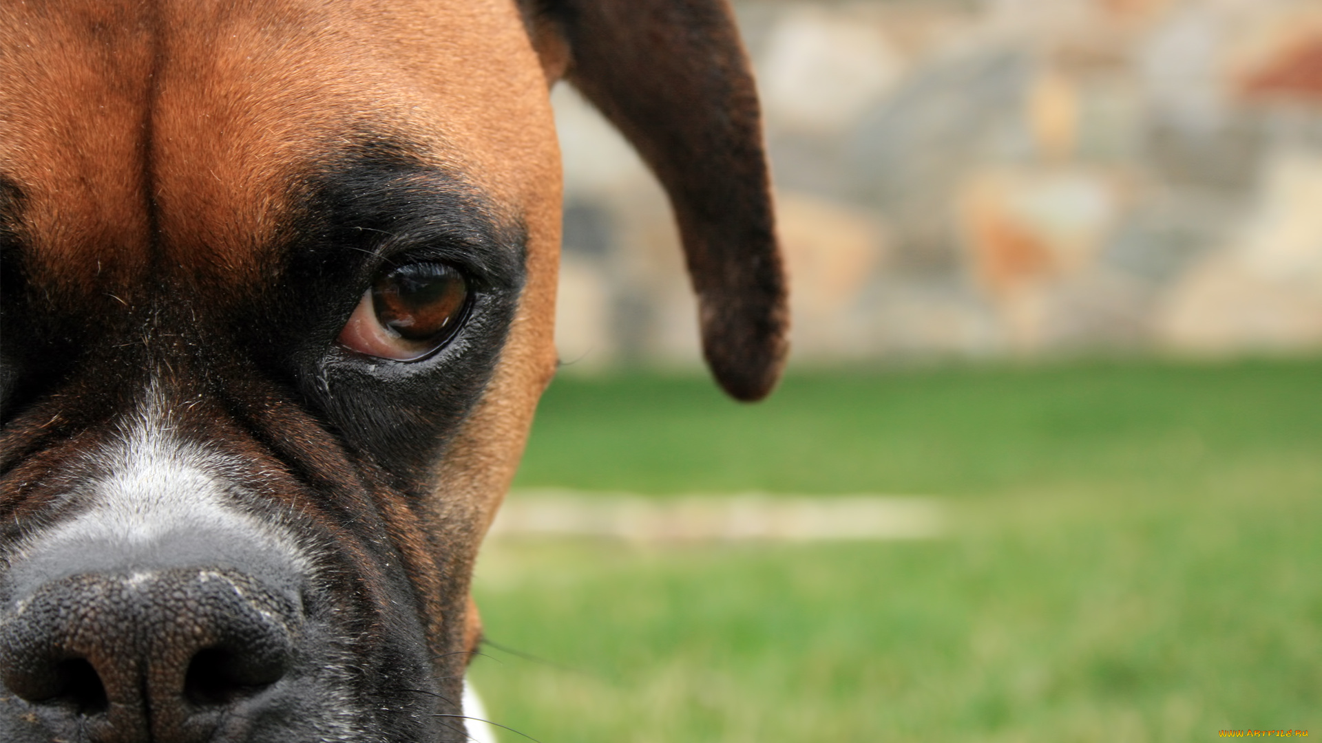 животные, собаки, собака, боксер, взгляд, глаз, ухо, нос, морда