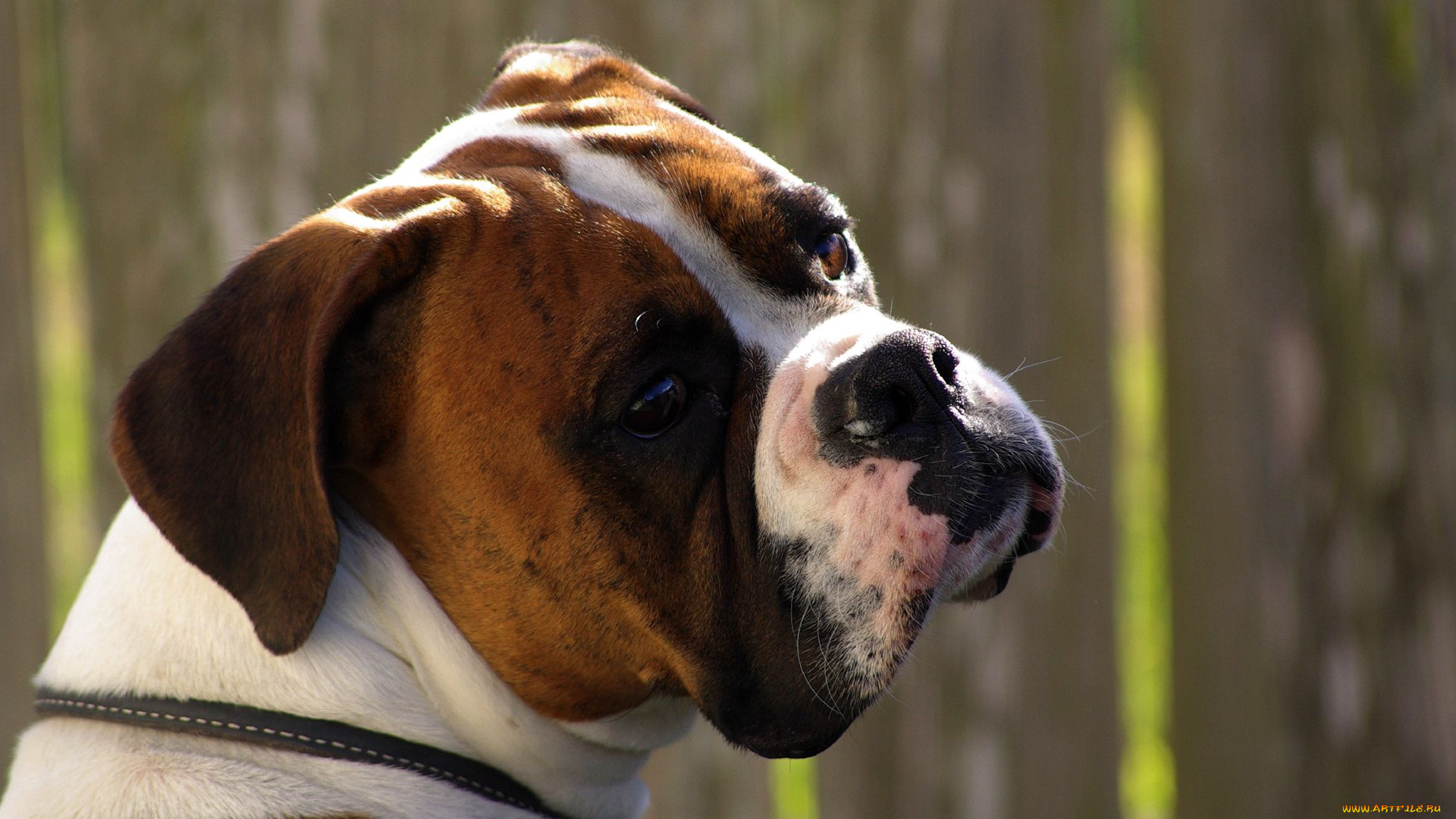 животные, собаки, взгляд, ошейник, боксер, пес, собака