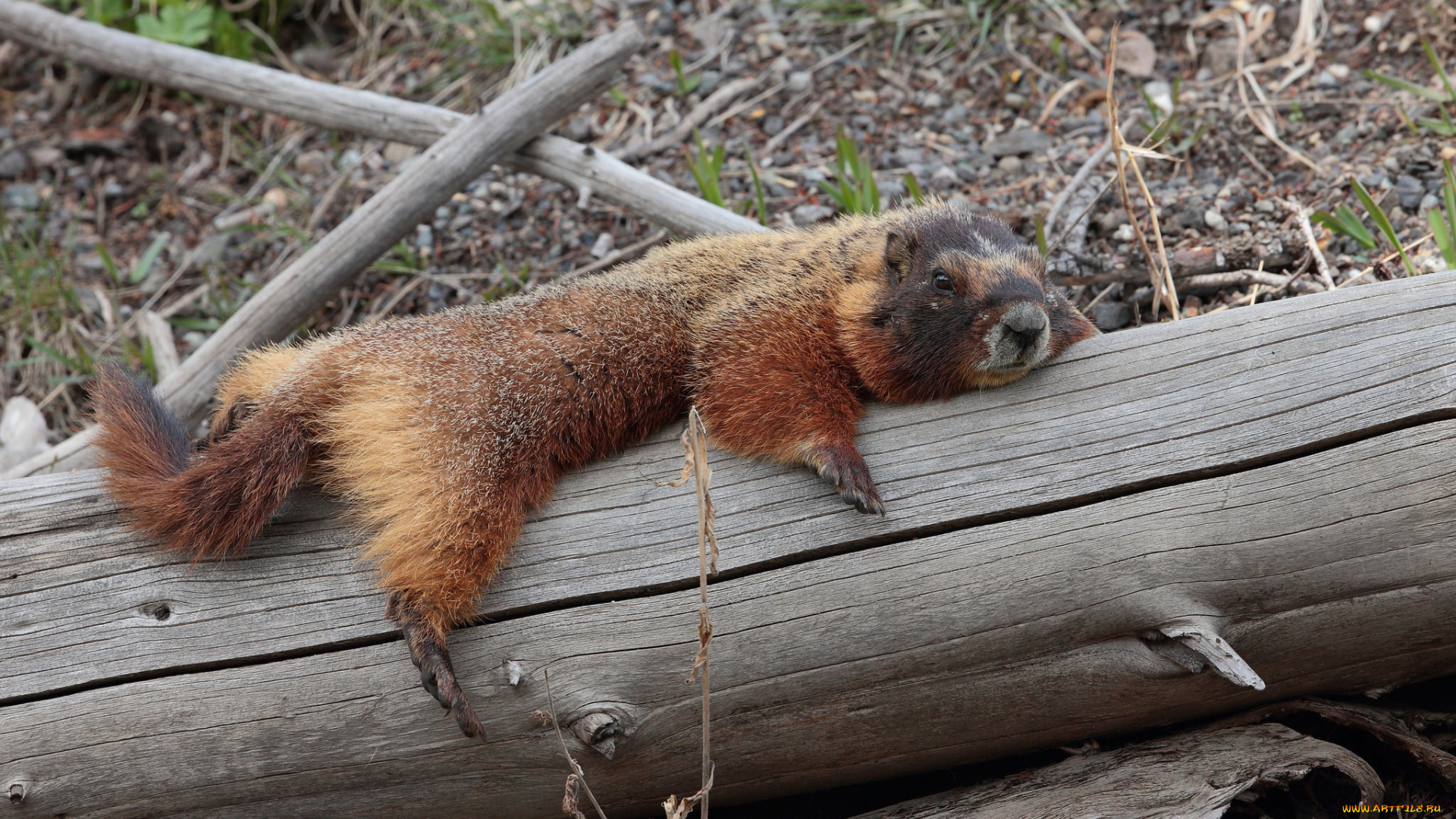 животные, суслики, , сурки, зверек