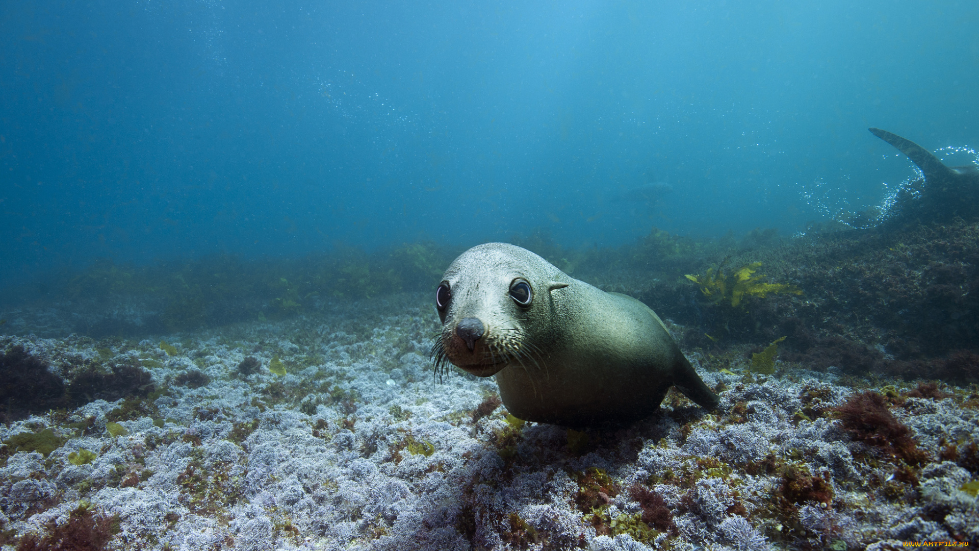 животные, тюлени, , морские, львы, , морские, котики, морской, котик