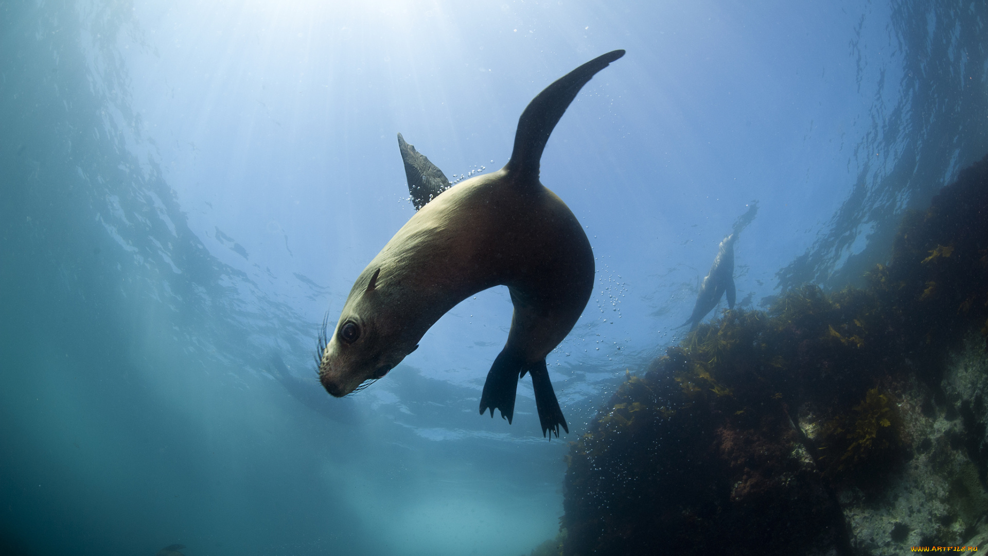 животные, тюлени, , морские, львы, , морские, котики, морской, котик