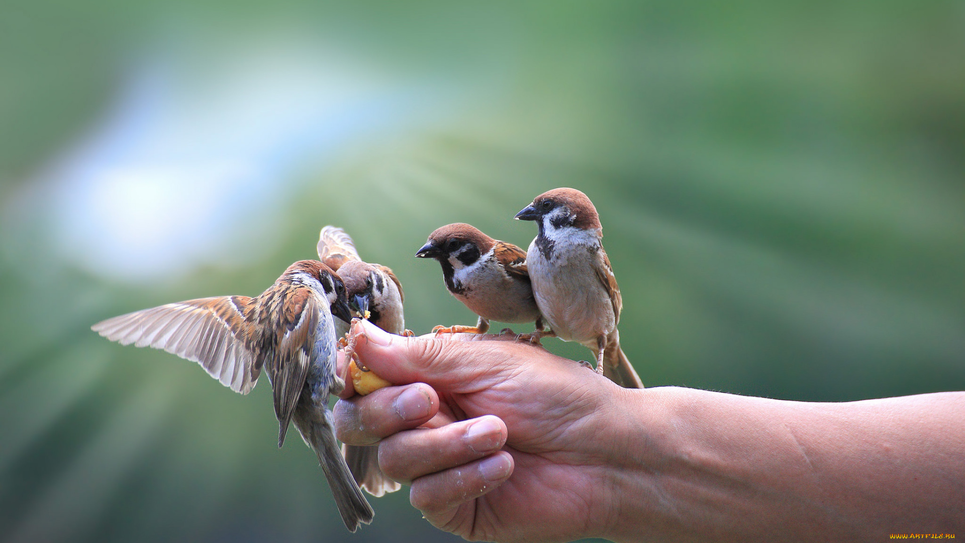 животные, воробьи, птички, рука