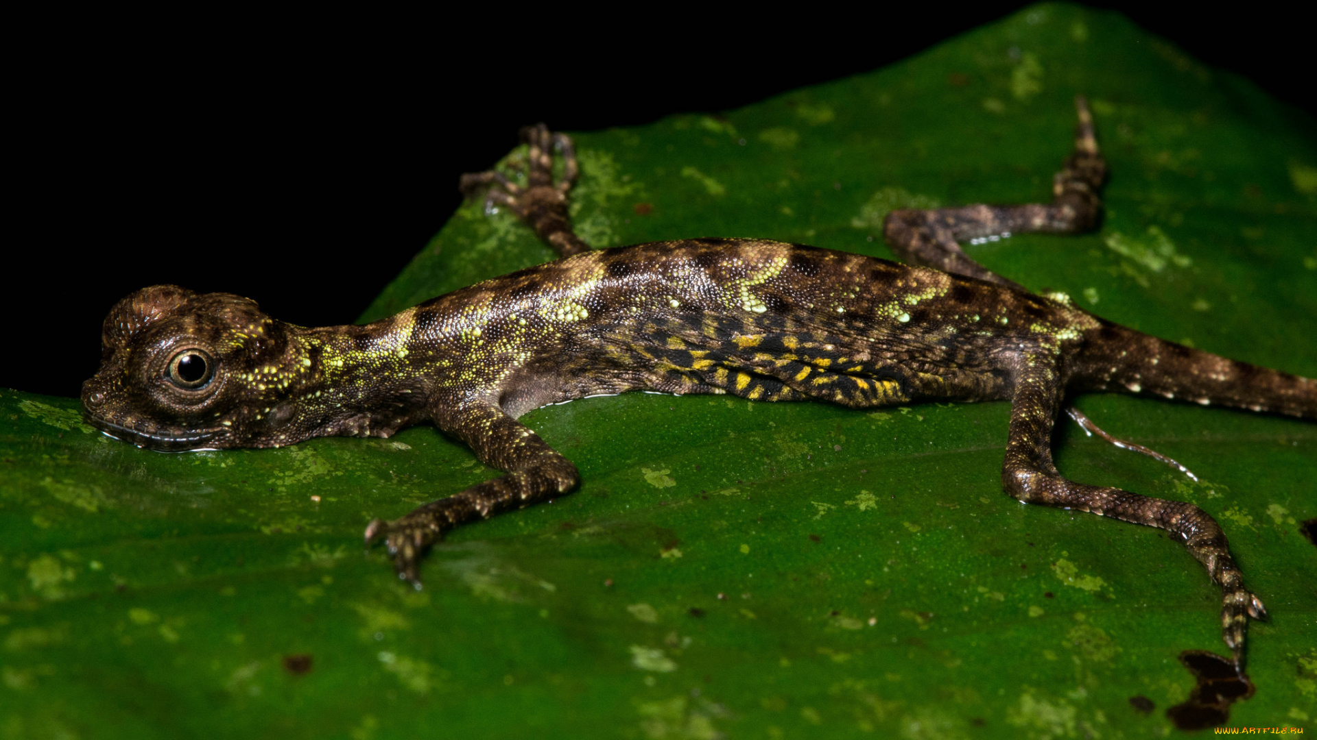 животные, Ящерицы, , игуаны, , вараны, лист, макро, ящерица