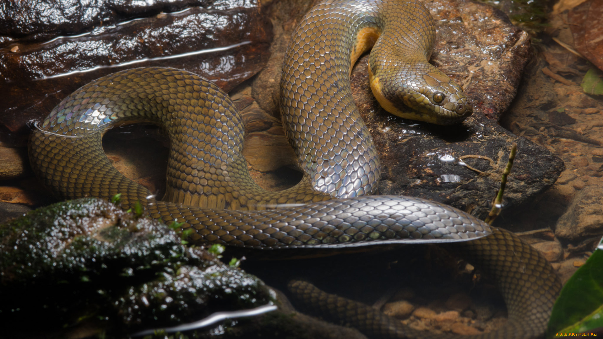 животные, змеи, , питоны, , кобры, осень, змея, вода, лужа