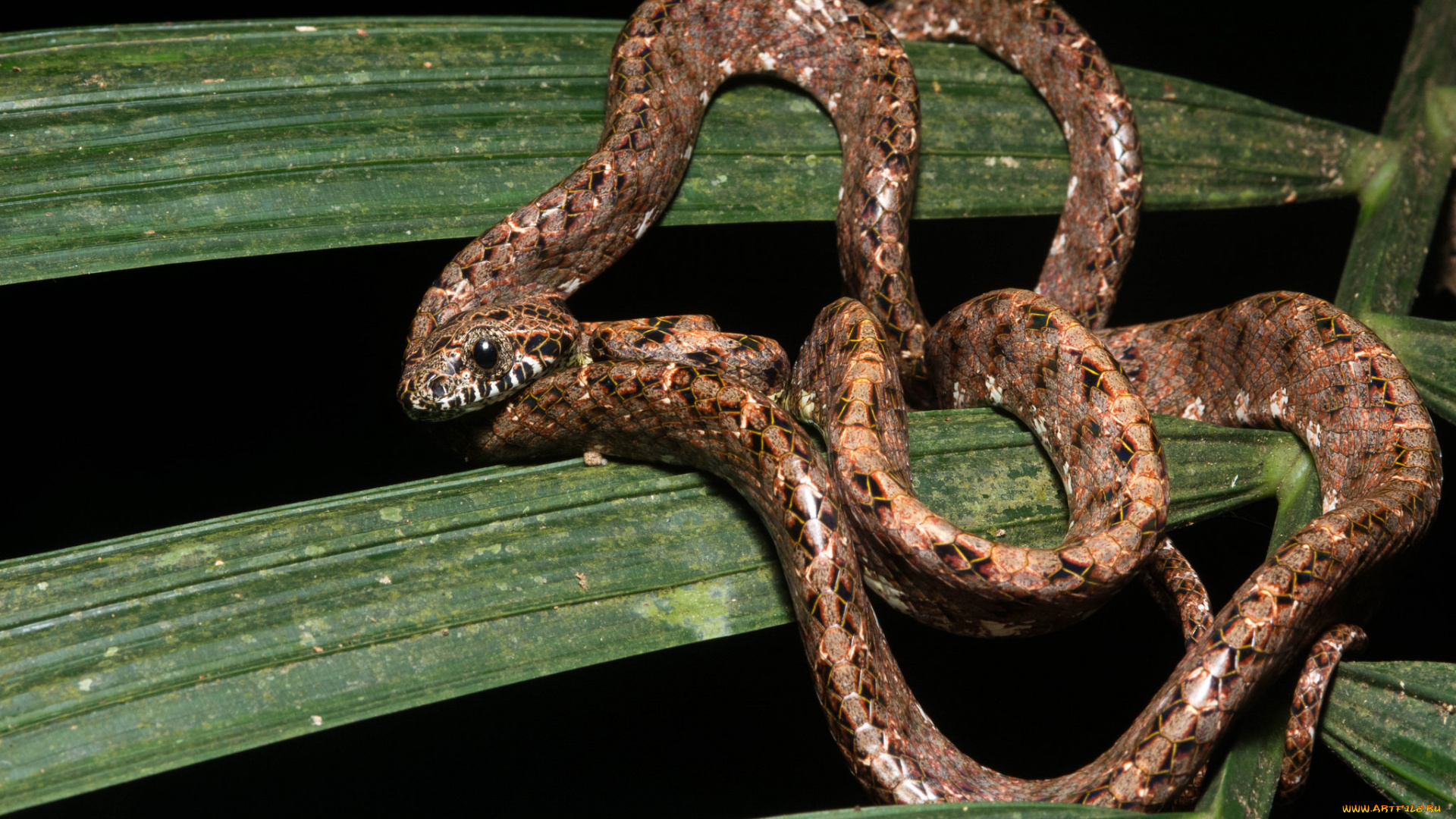 животные, змеи, , питоны, , кобры, змея, макро, лист