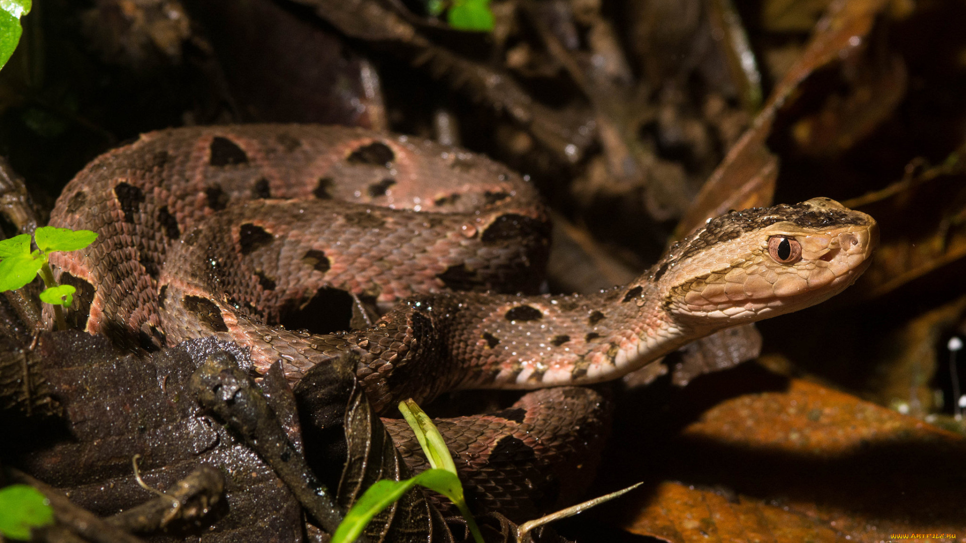 животные, змеи, , питоны, , кобры, змея, осень, капли, сырость